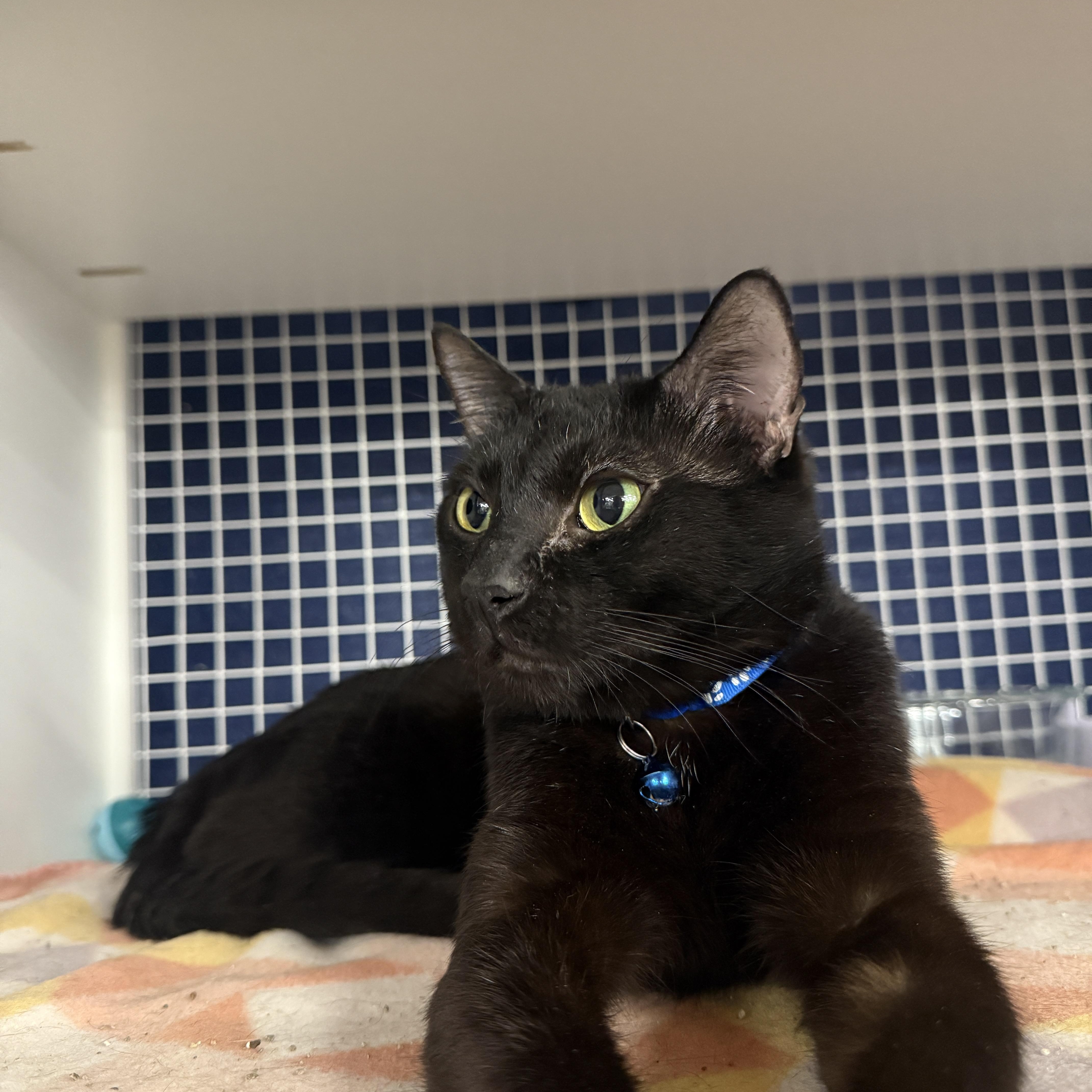 Enlarge Sidney, a Adoptable Domestic Short Hair in Oceanside, CA image 4/4