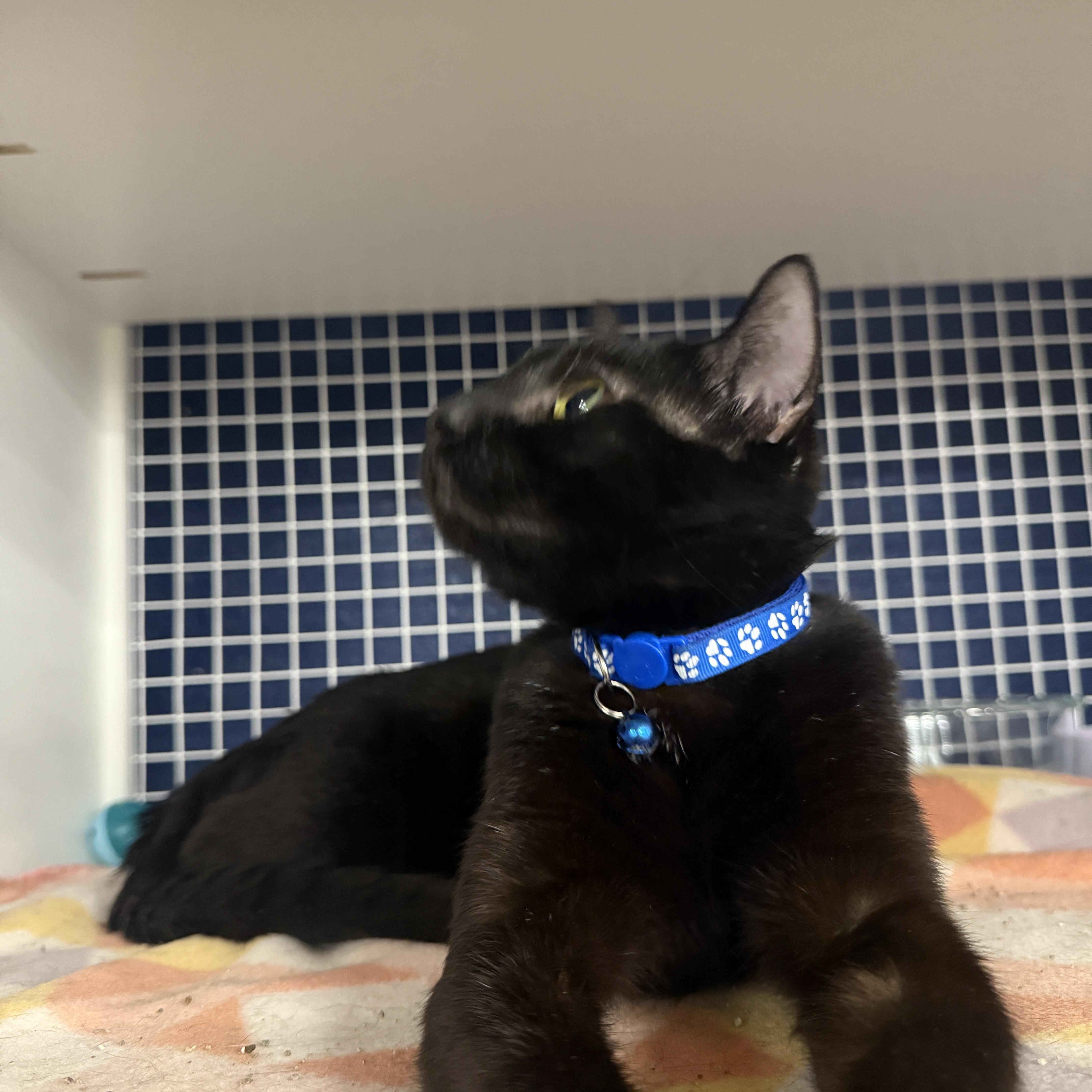 Enlarge Sidney, a Adoptable Domestic Short Hair in Oceanside, CA image 3/4