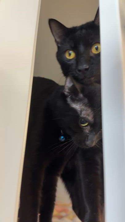 Enlarge Sidney, a Adoptable Domestic Short Hair in Oceanside, CA video 2/4