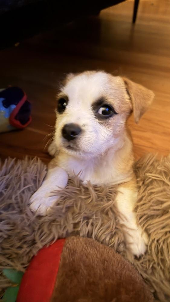 Enlarge Greta, a Adoptable mixed breed in Denver, CO image 1/3