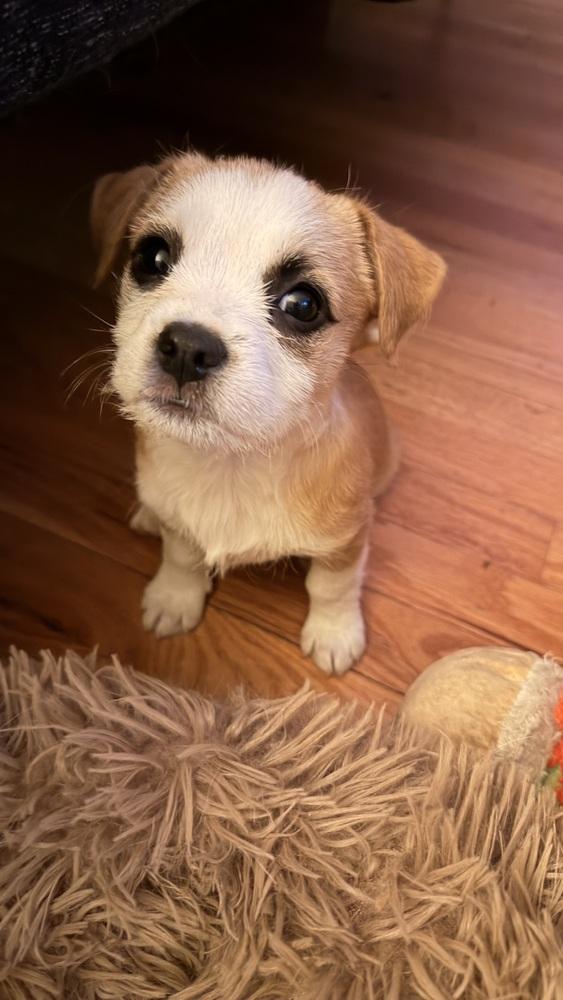 Enlarge Greta, a Adoptable mixed breed in Denver, CO image 2/3