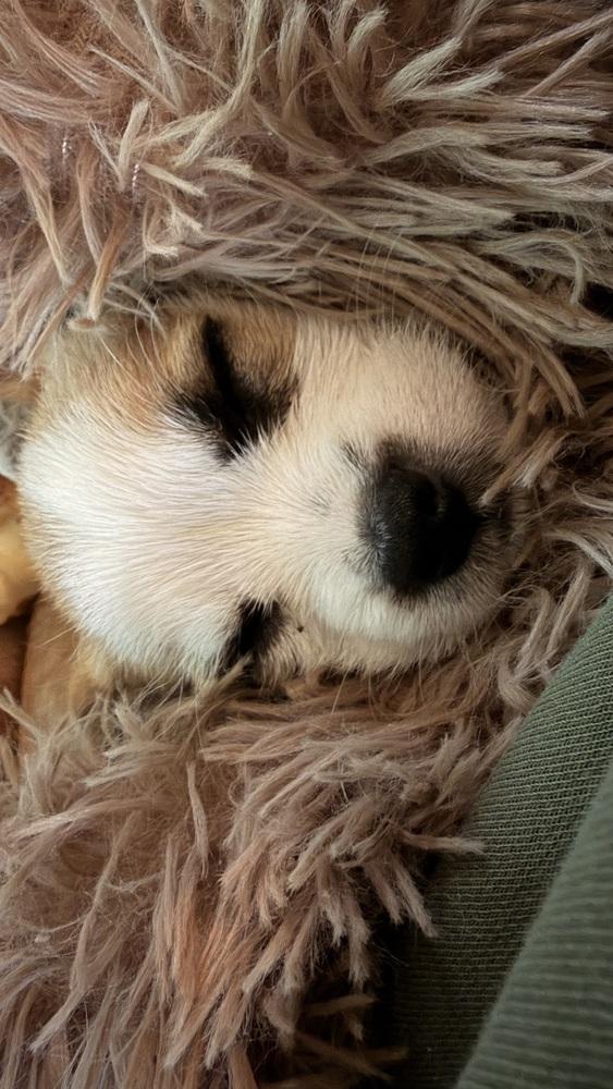 Enlarge Greta, a Adoptable mixed breed in Denver, CO image 3/3