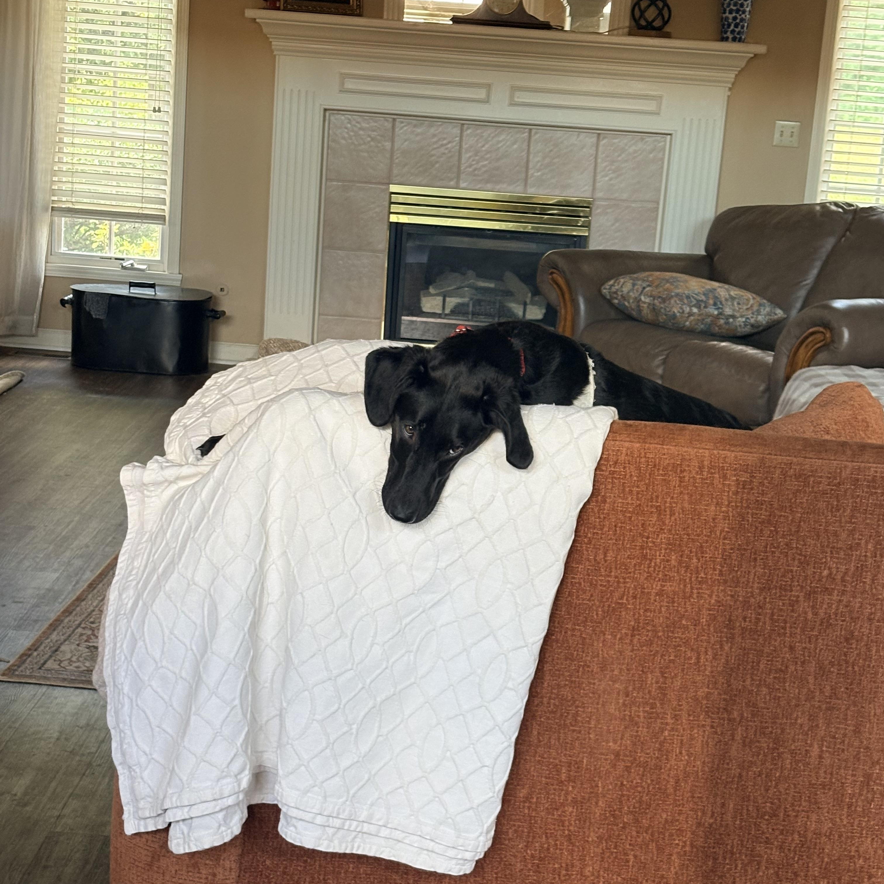 Teddy, Adoptable, Puppy Male Labrador Retriever.