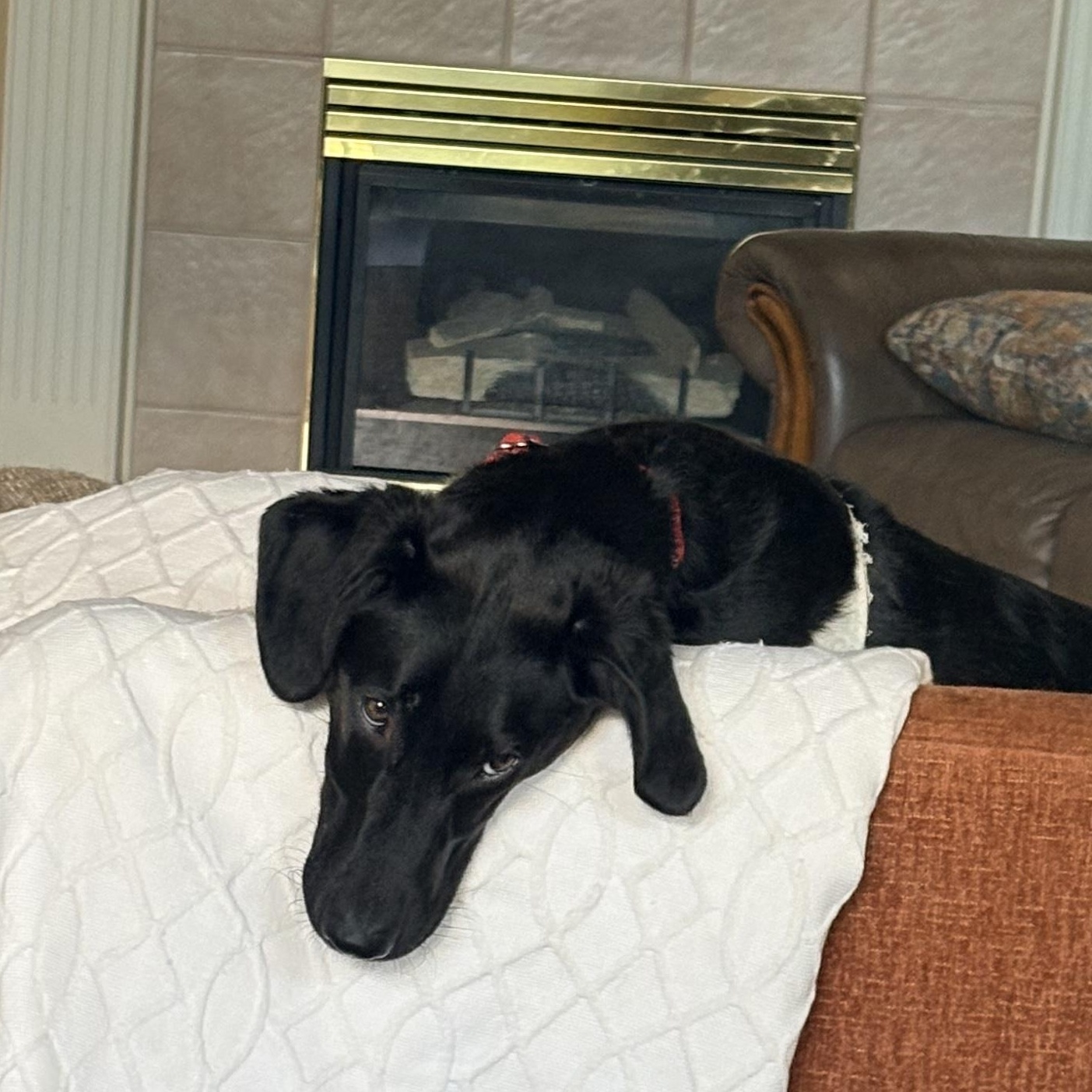 Teddy, a Adoptable Labrador Retriever in Indianapolis, IN image 3/6