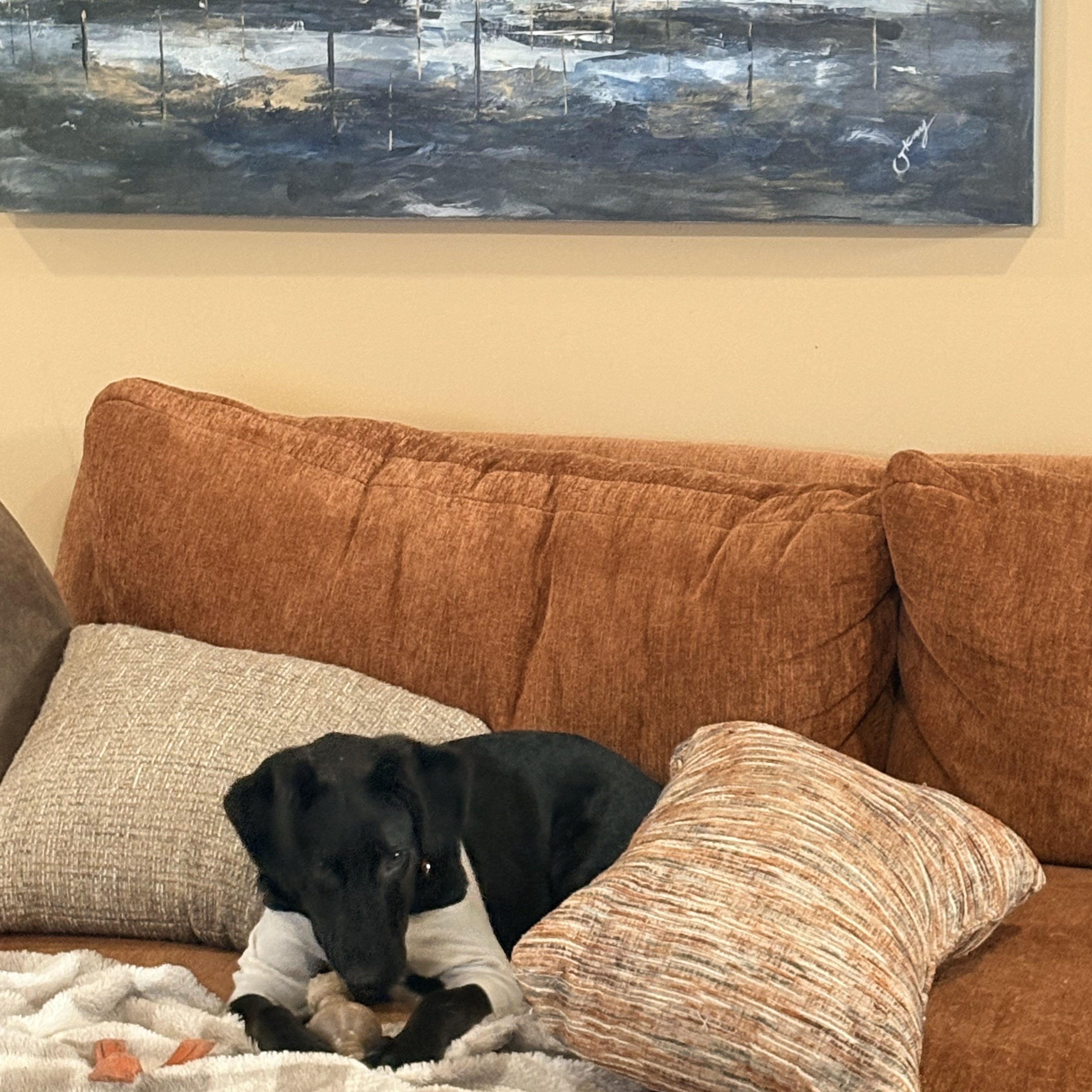 Teddy, a Adoptable Labrador Retriever in Indianapolis, IN image 5/6