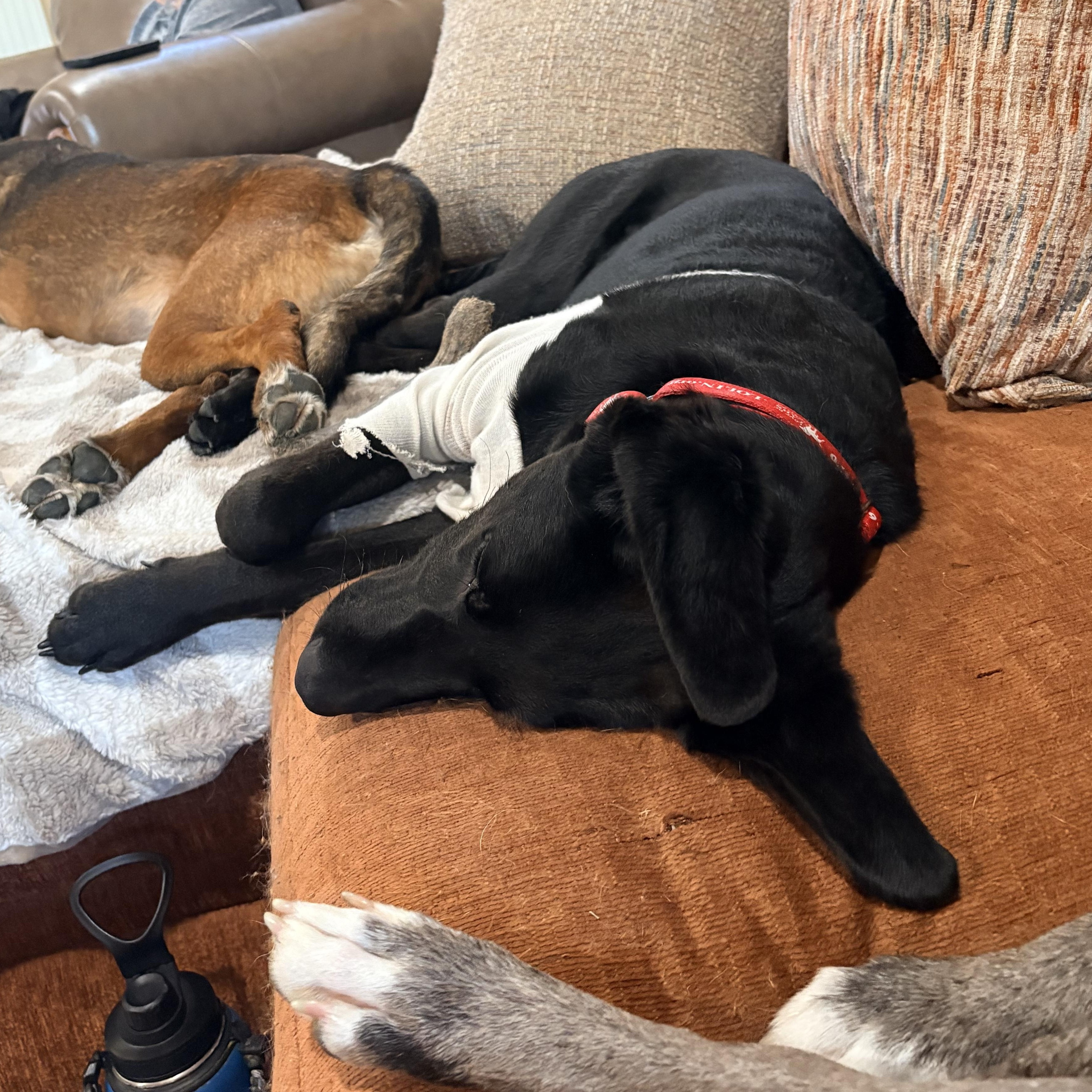 Teddy, a Adoptable Labrador Retriever in Indianapolis, IN image 6/6