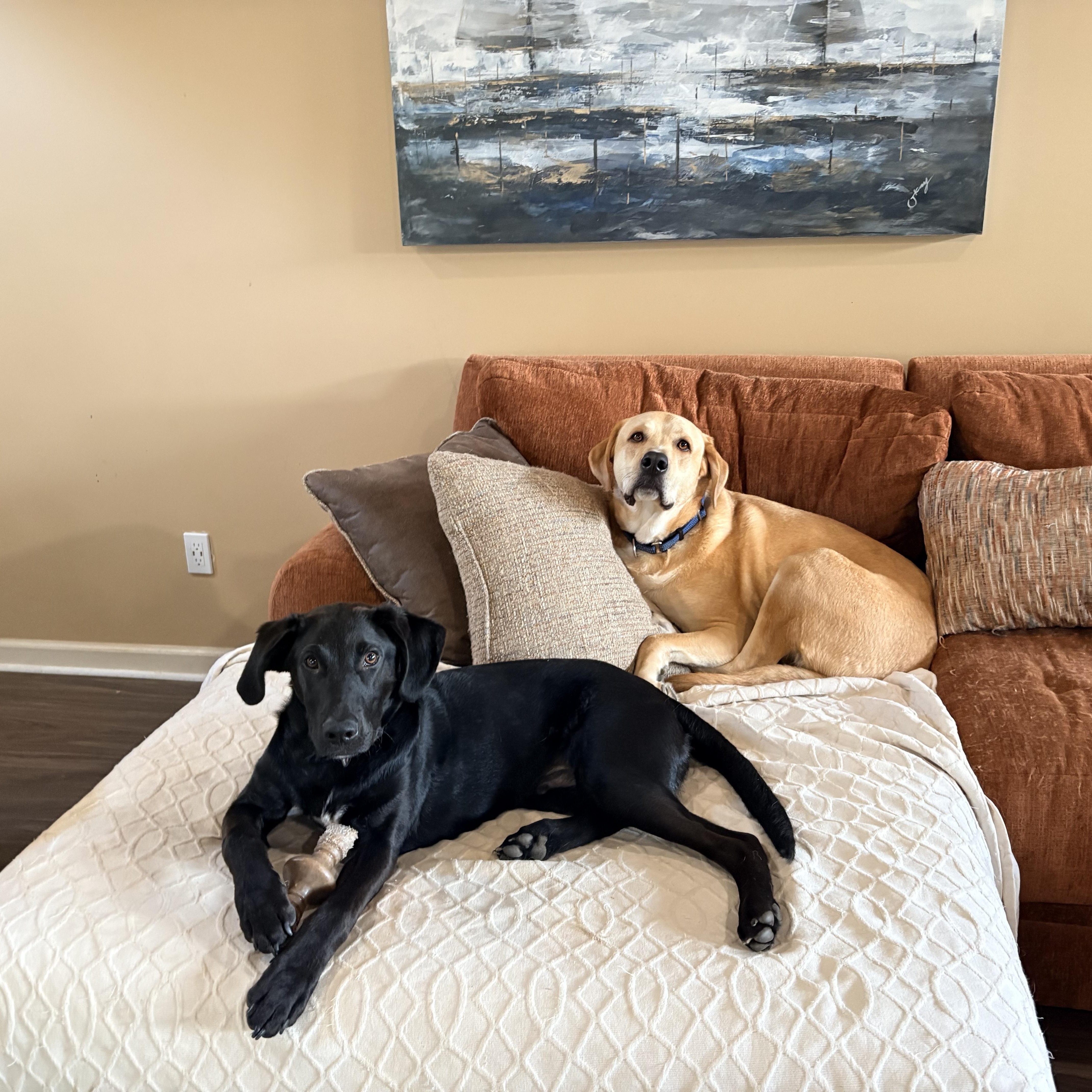 Teddy, a Adoptable Labrador Retriever in Indianapolis, IN image 4/6