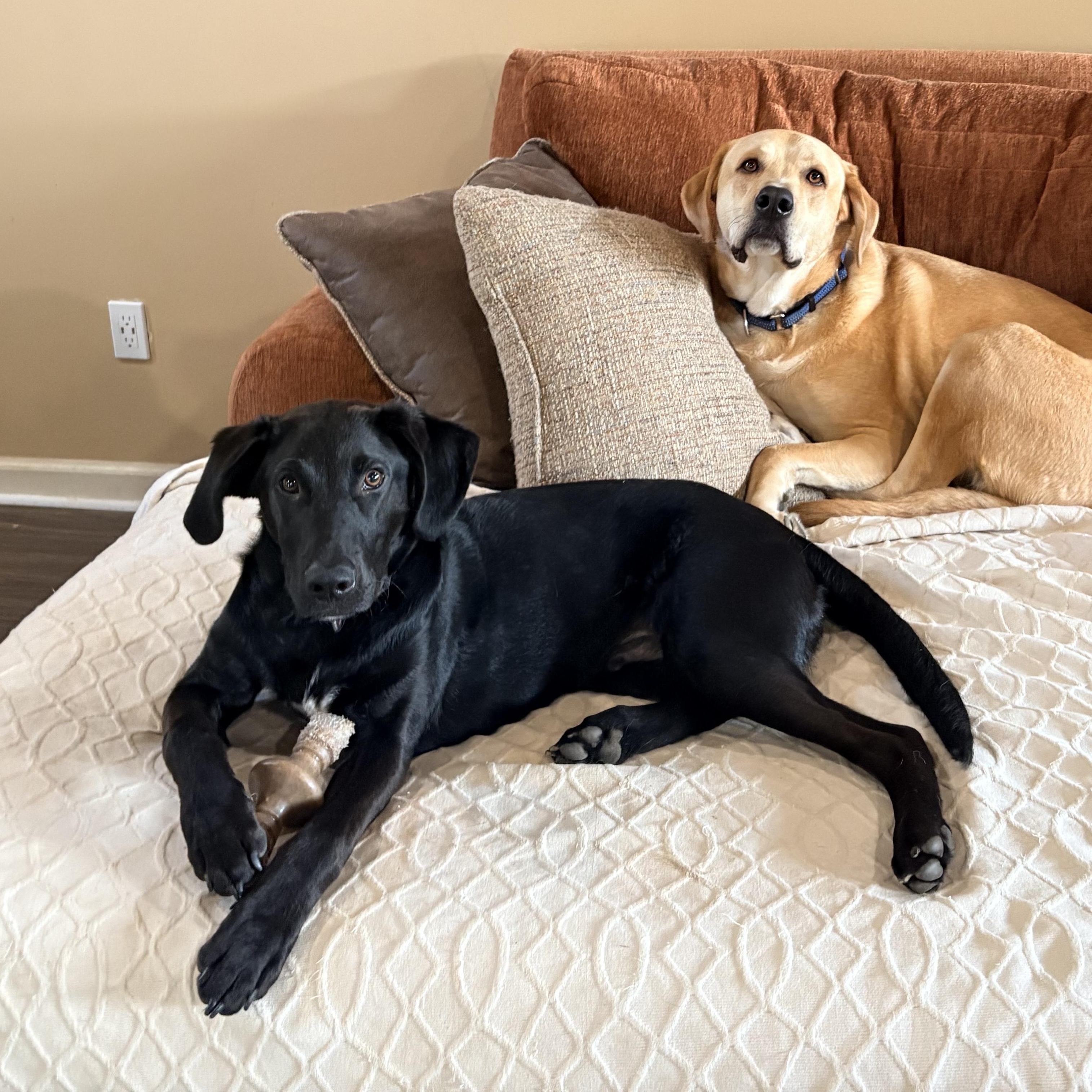 Teddy, a Adoptable Labrador Retriever in Indianapolis, IN image 2/6
