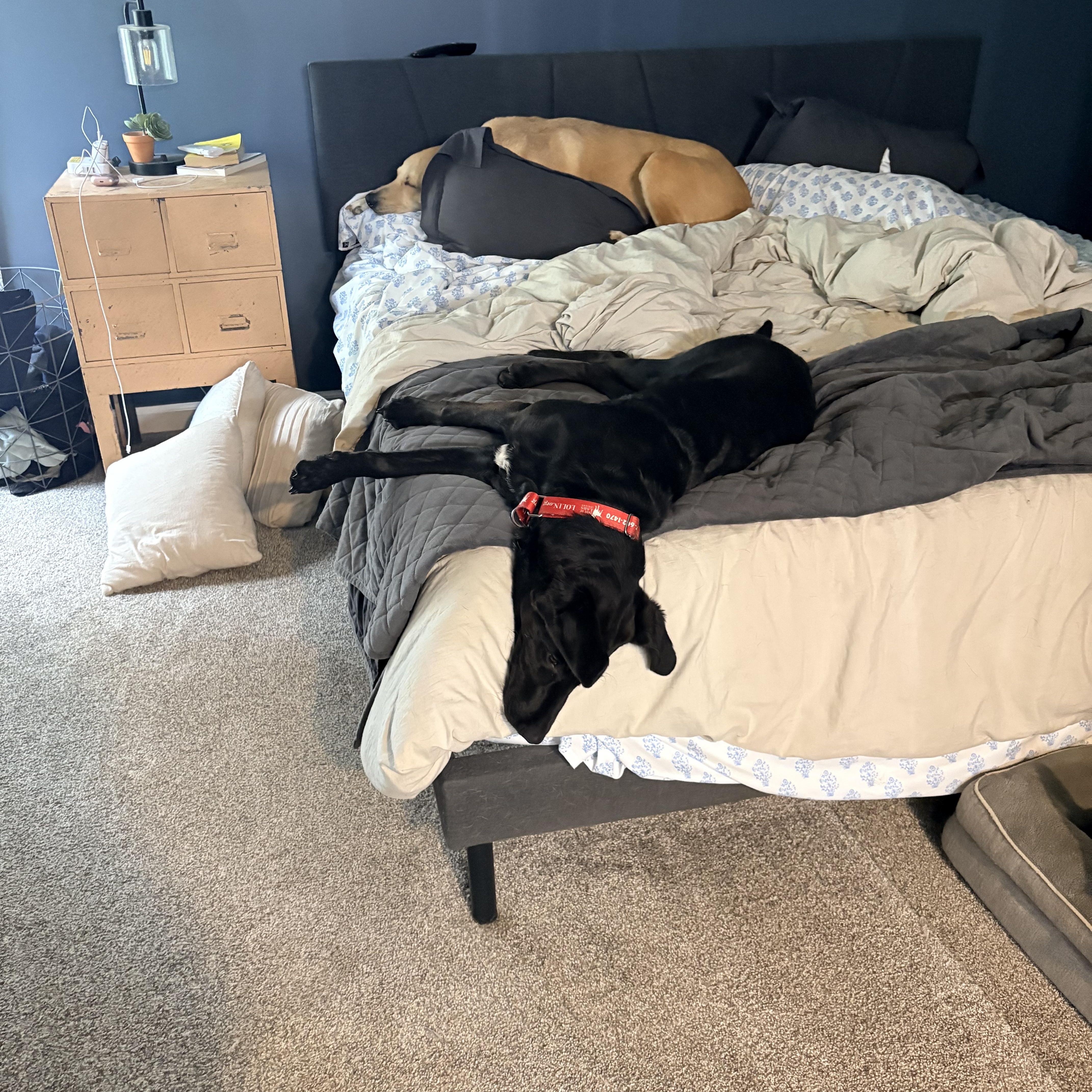 Teddy, a Adoptable Labrador Retriever in Indianapolis, IN image 3/6
