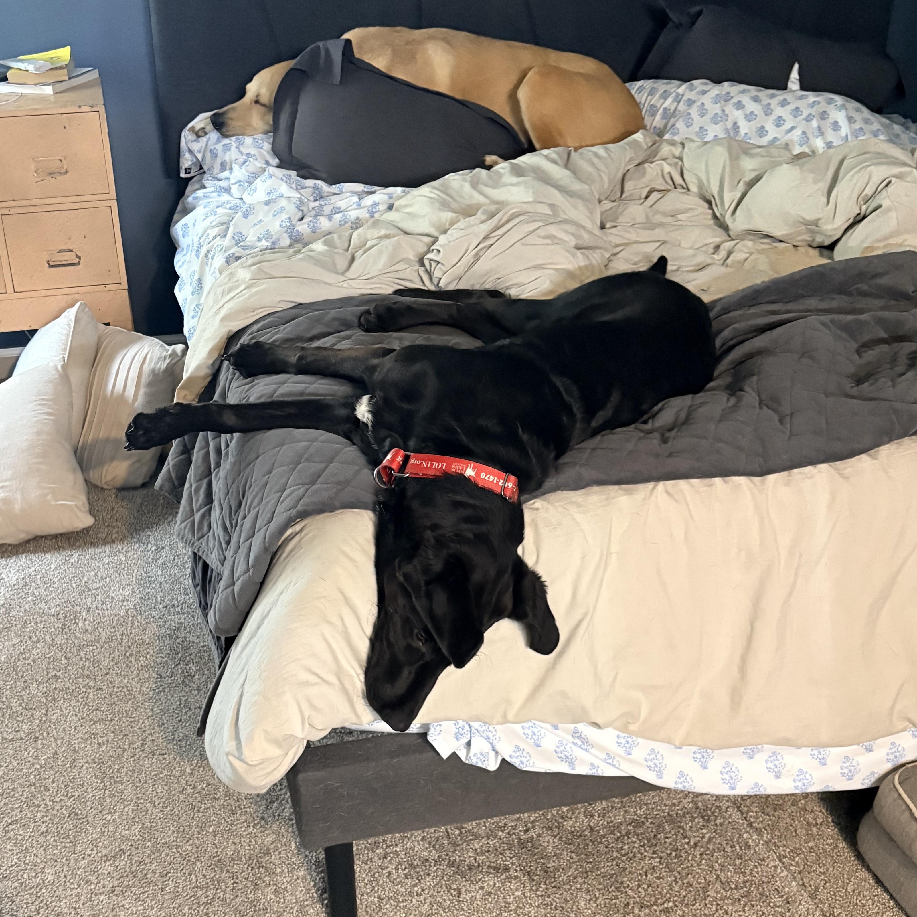 Teddy, a Adoptable Labrador Retriever in Indianapolis, IN image 5/6
