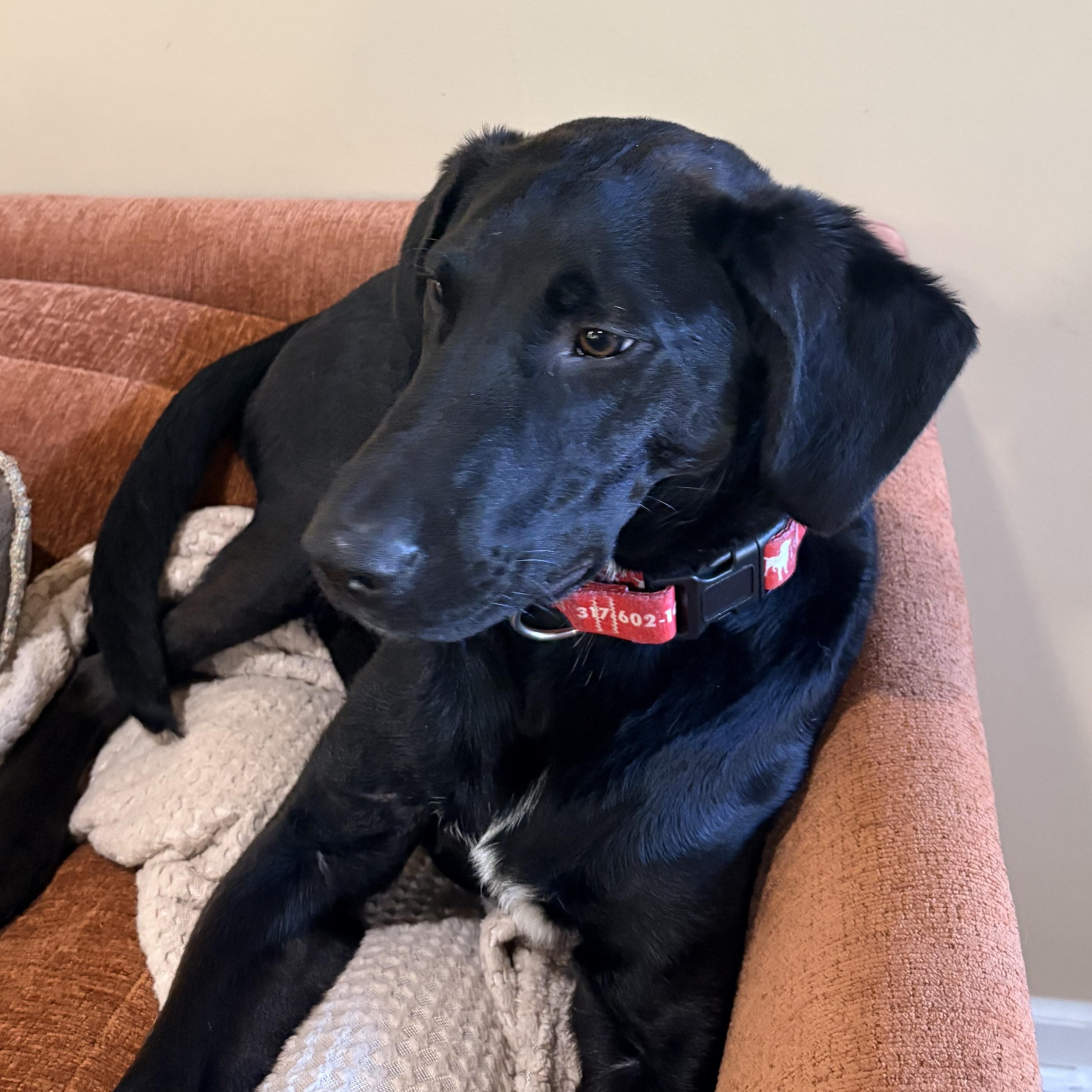 Teddy, a Adoptable Labrador Retriever in Indianapolis, IN image 1/6