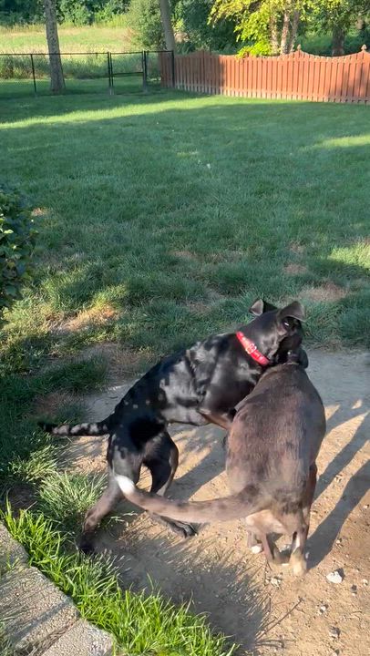 Enlarge Teddy, a Adoptable Labrador Retriever in Indianapolis, IN video 2/6