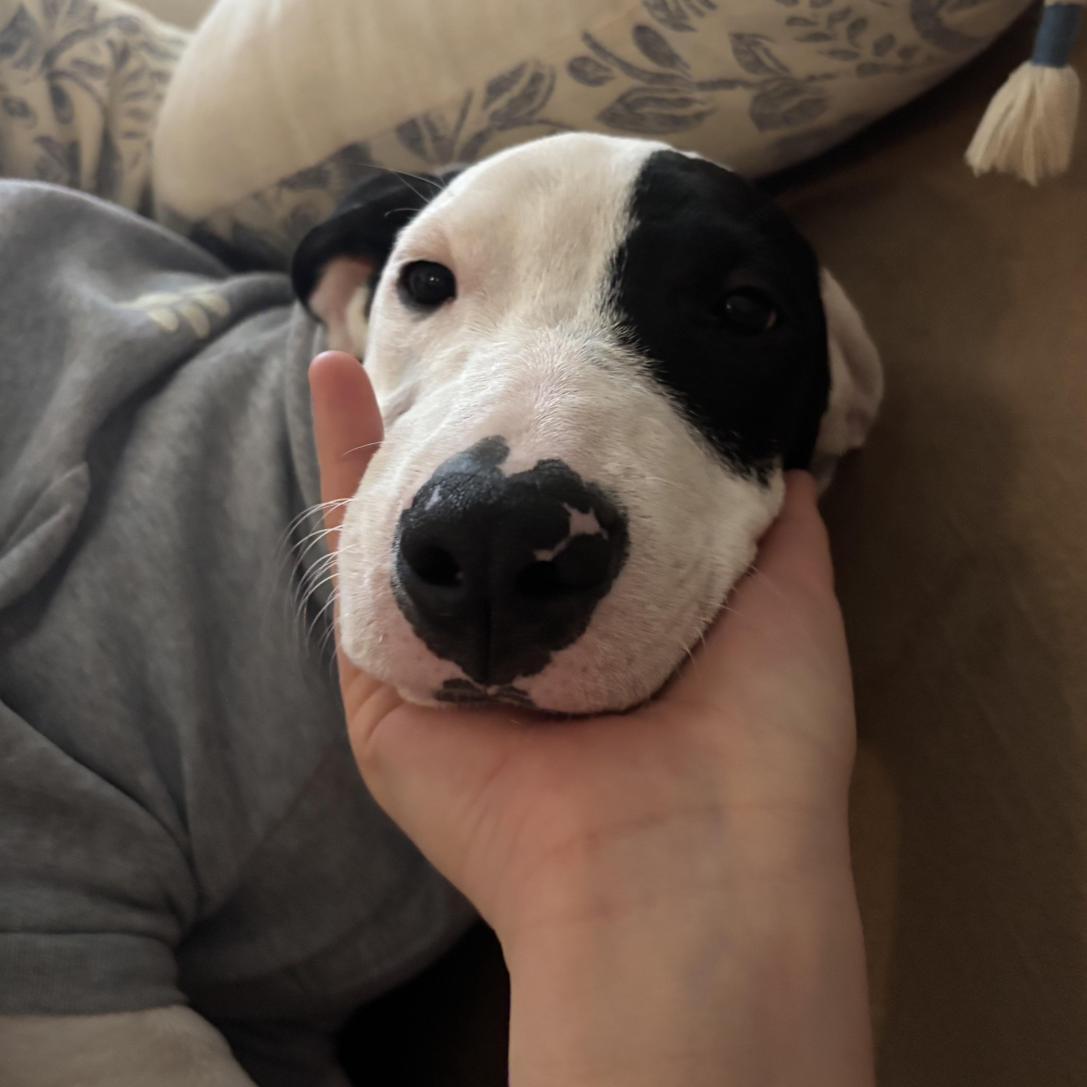 Max, adopted, Young Male Mixed Breed.