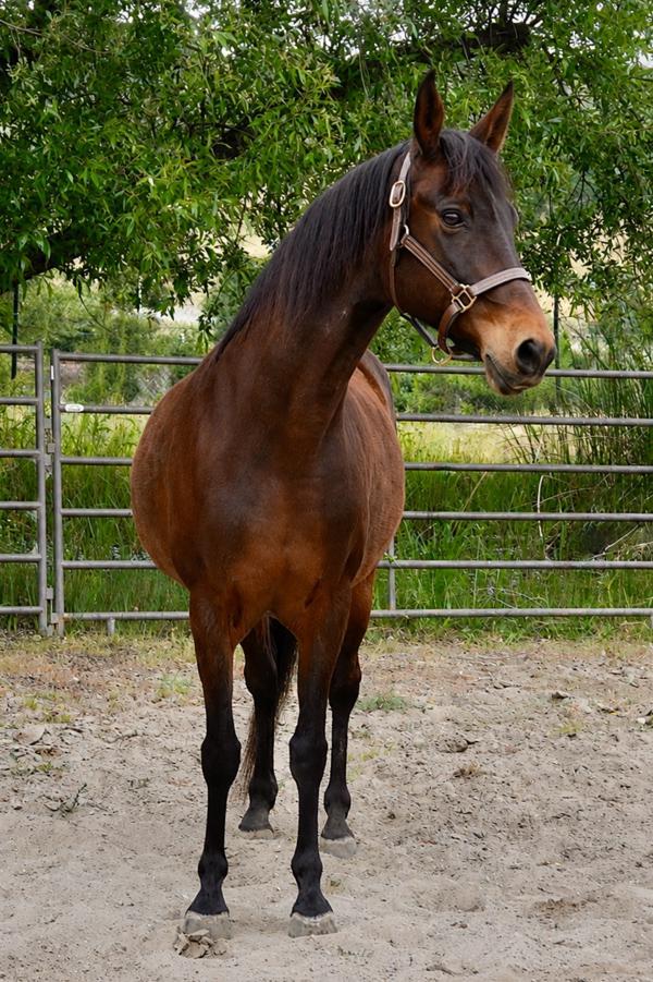 Natalie, a Adoptable Morgan in Monterey, CA image 1/2