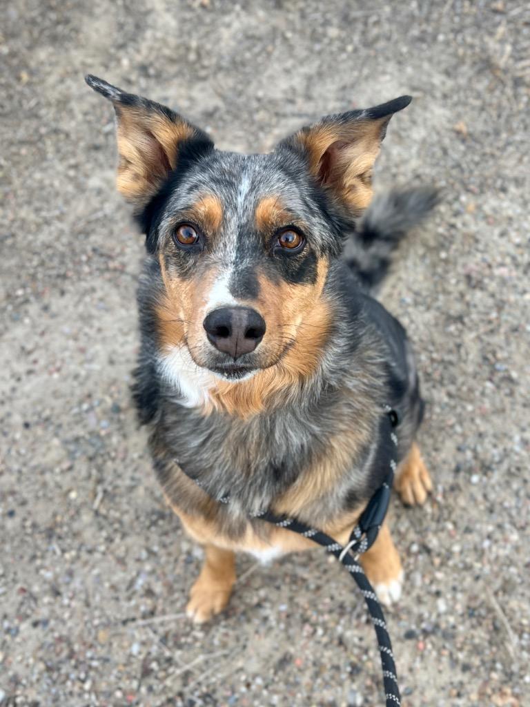 Atreyu, Adoptable, Adult Male Australian Cattle Dog / Blue Heeler & Mixed Breed.