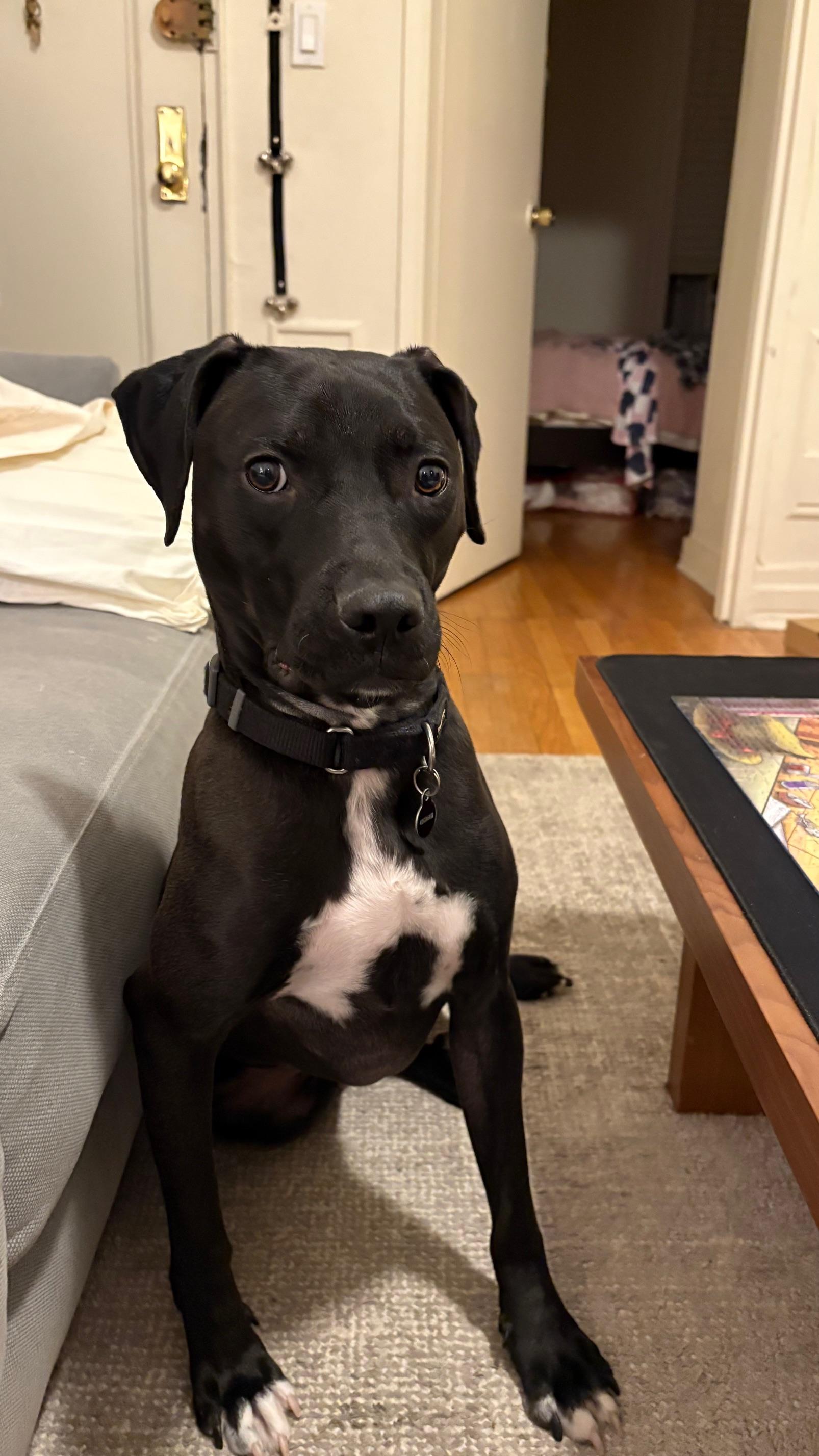 Luke, a ADOPTABLE Mixed Breed in New Paltz, NY image 3/3