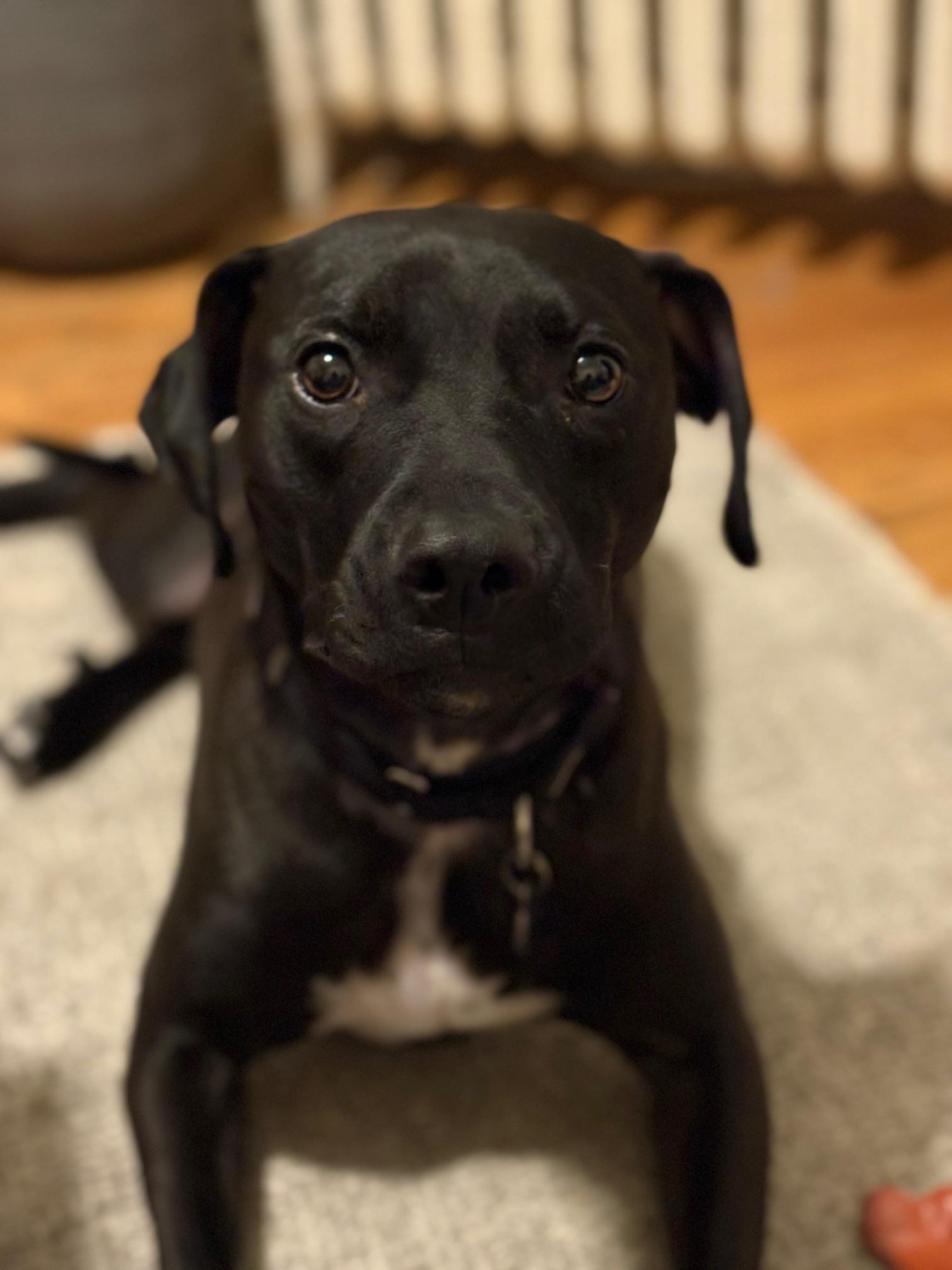 Luke, a ADOPTABLE Mixed Breed in New Paltz, NY image 1/3