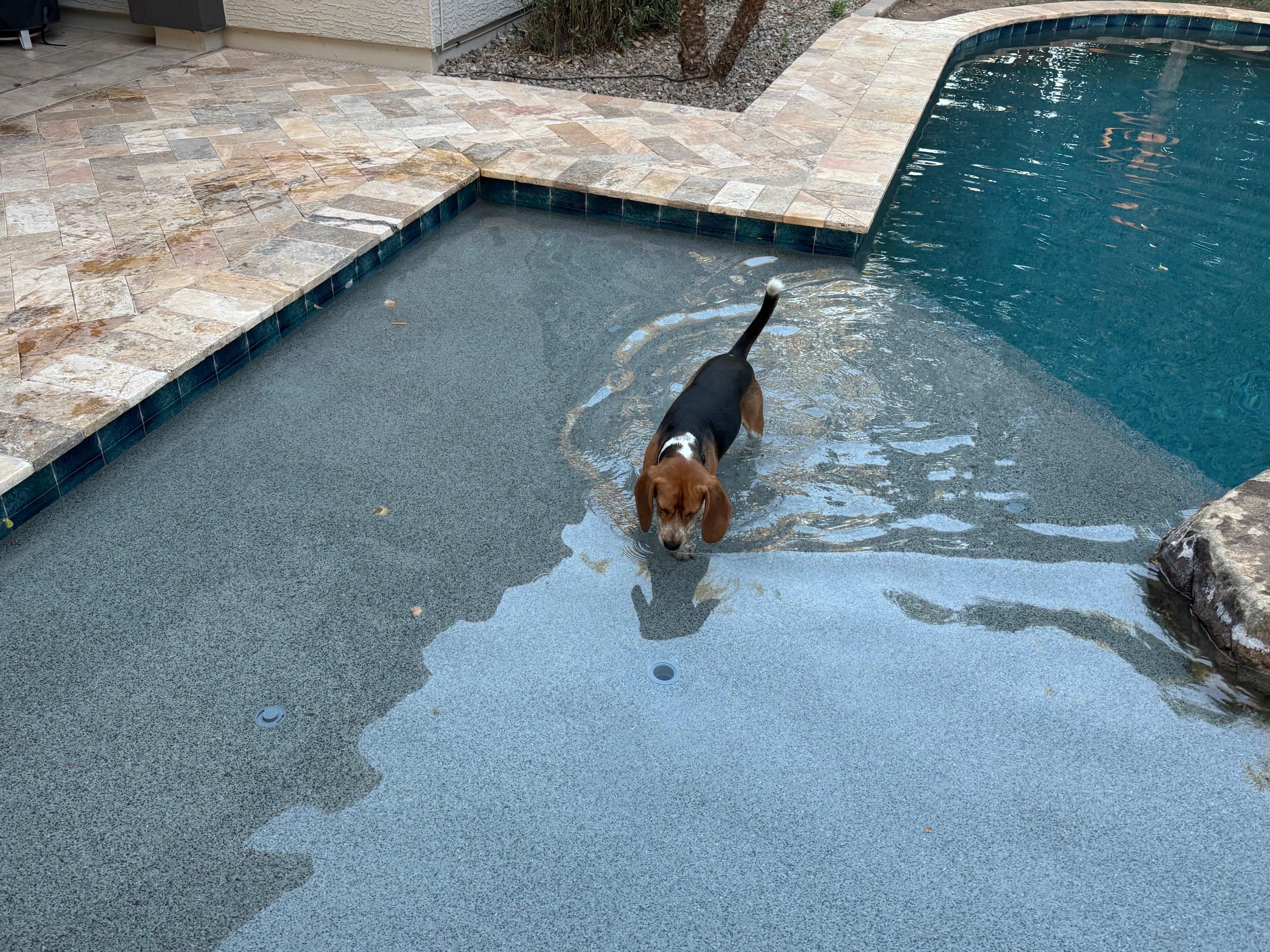 Fred, an adopted Beagle in Phoenix, AZ image 2/6