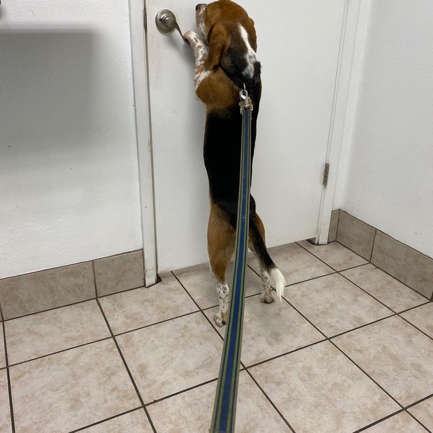 Fred, an adopted Beagle in Phoenix, AZ image 4/6