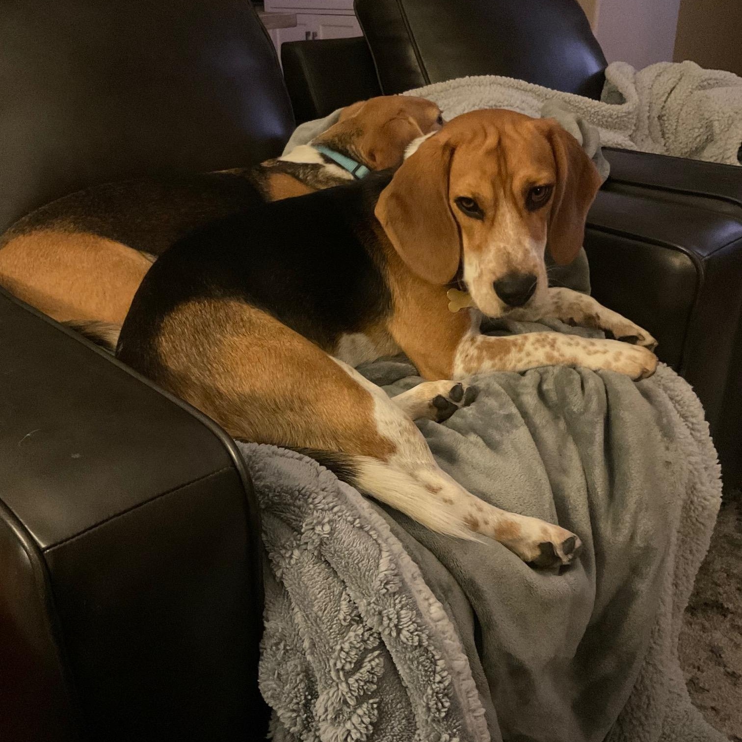 Fred, an adopted Beagle in Phoenix, AZ image 3/6