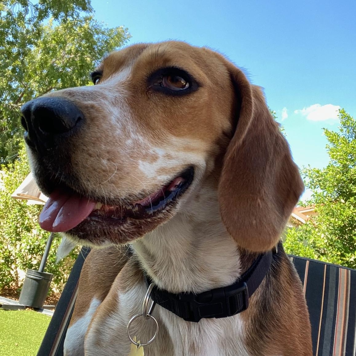 Fred, an adopted Beagle in Phoenix, AZ image 1/6