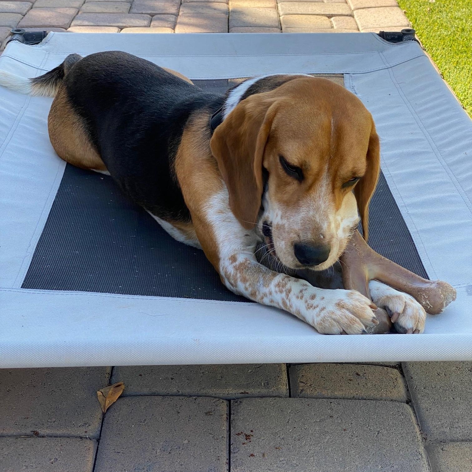 Fred, an adopted Beagle in Phoenix, AZ image 5/6