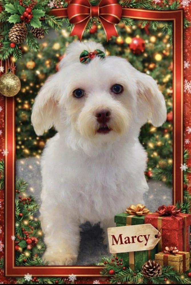 Enlarge Marcella “Marcy”, a Adoptable Havanese in South Bend, IN image 1/5