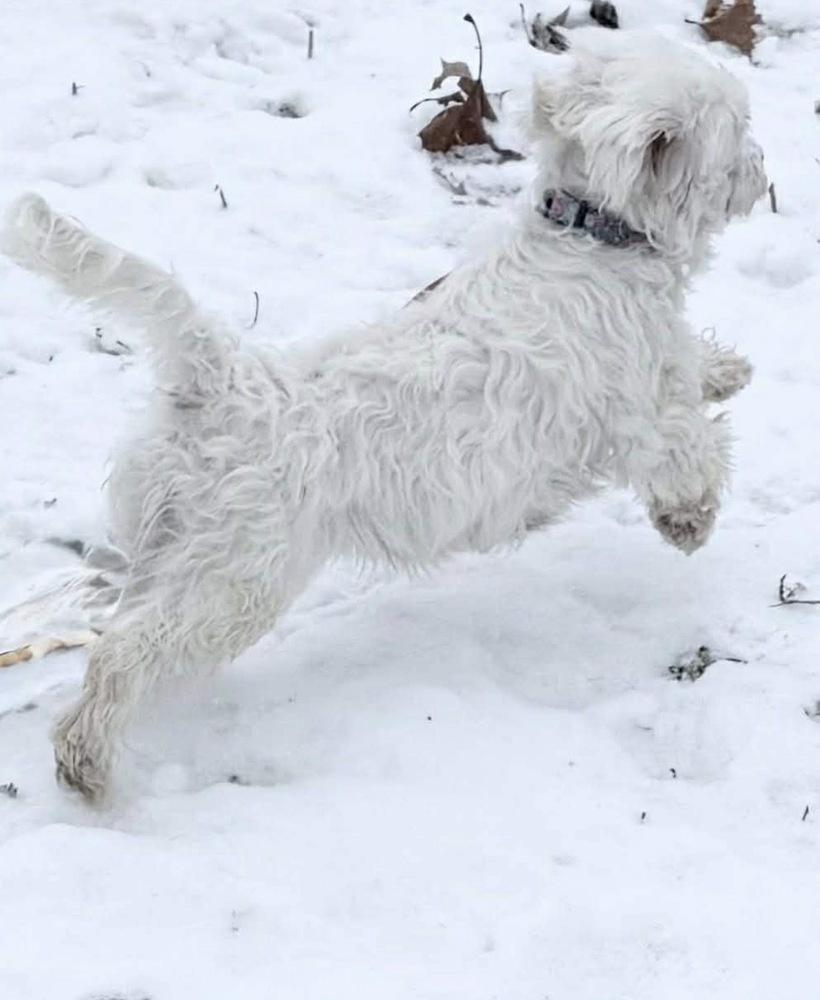 Enlarge Marcella “Marcy”, a Adoptable Havanese in South Bend, IN image 2/5