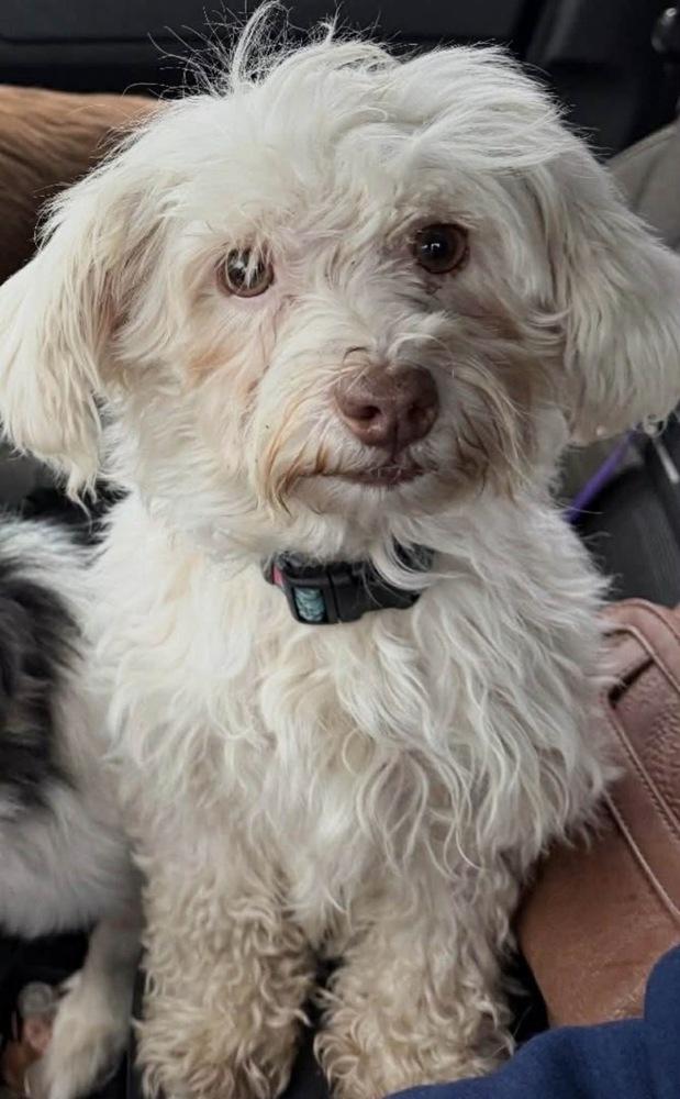 Enlarge Marcella “Marcy”, a Adoptable Havanese in South Bend, IN image 3/5