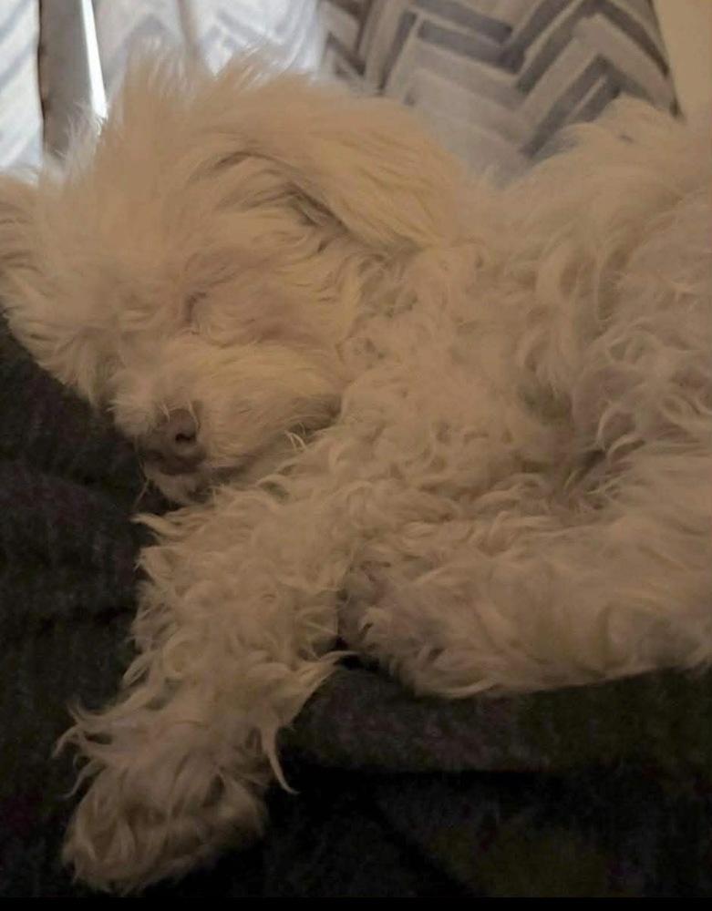 Enlarge Marcella “Marcy”, a Adoptable Havanese in South Bend, IN image 4/5