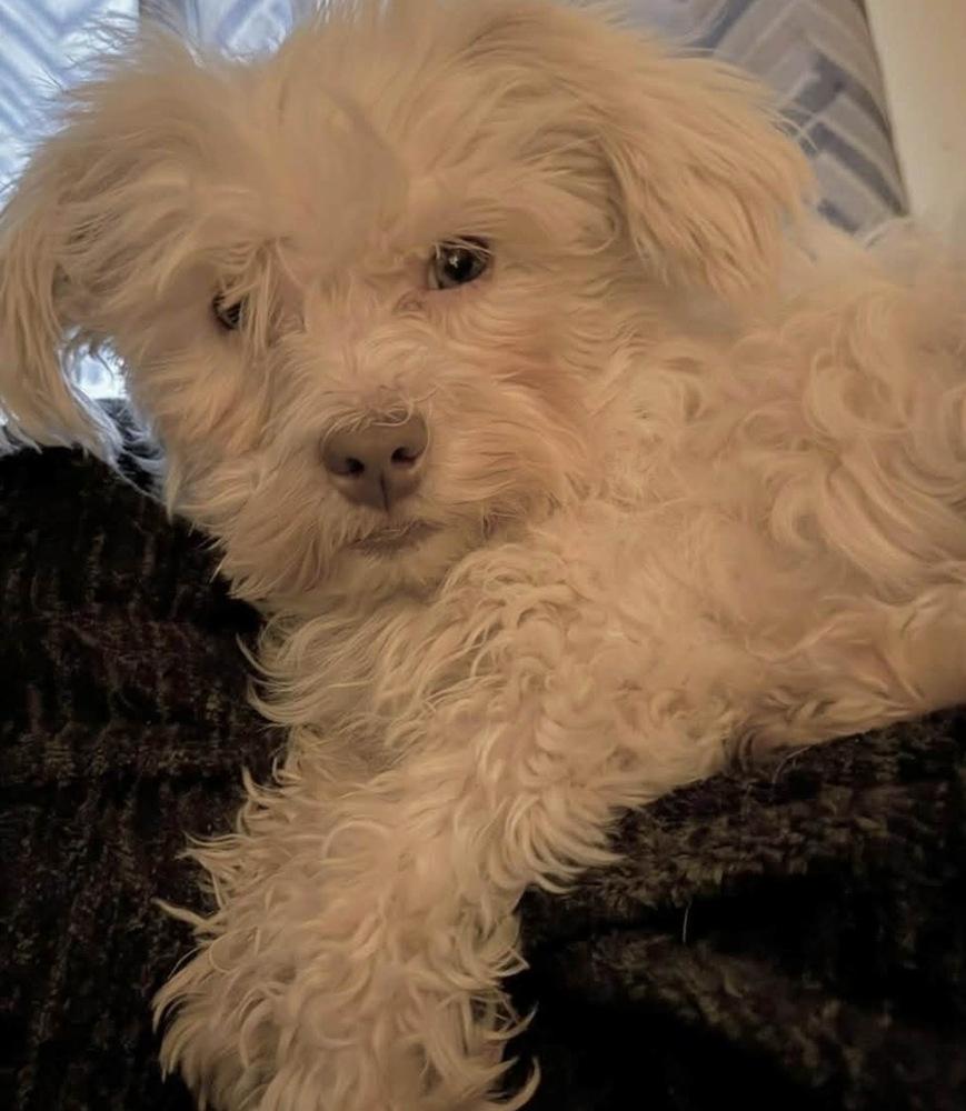 Enlarge Marcella “Marcy”, a Adoptable Havanese in South Bend, IN image 5/5