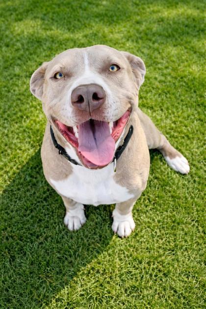 Mosie, ADOPTABLE, Adult Female American Staffordshire Terrier.