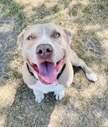 Enlarge Mosie, a ADOPTABLE mixed breed in Cibolo, TX image 1/2