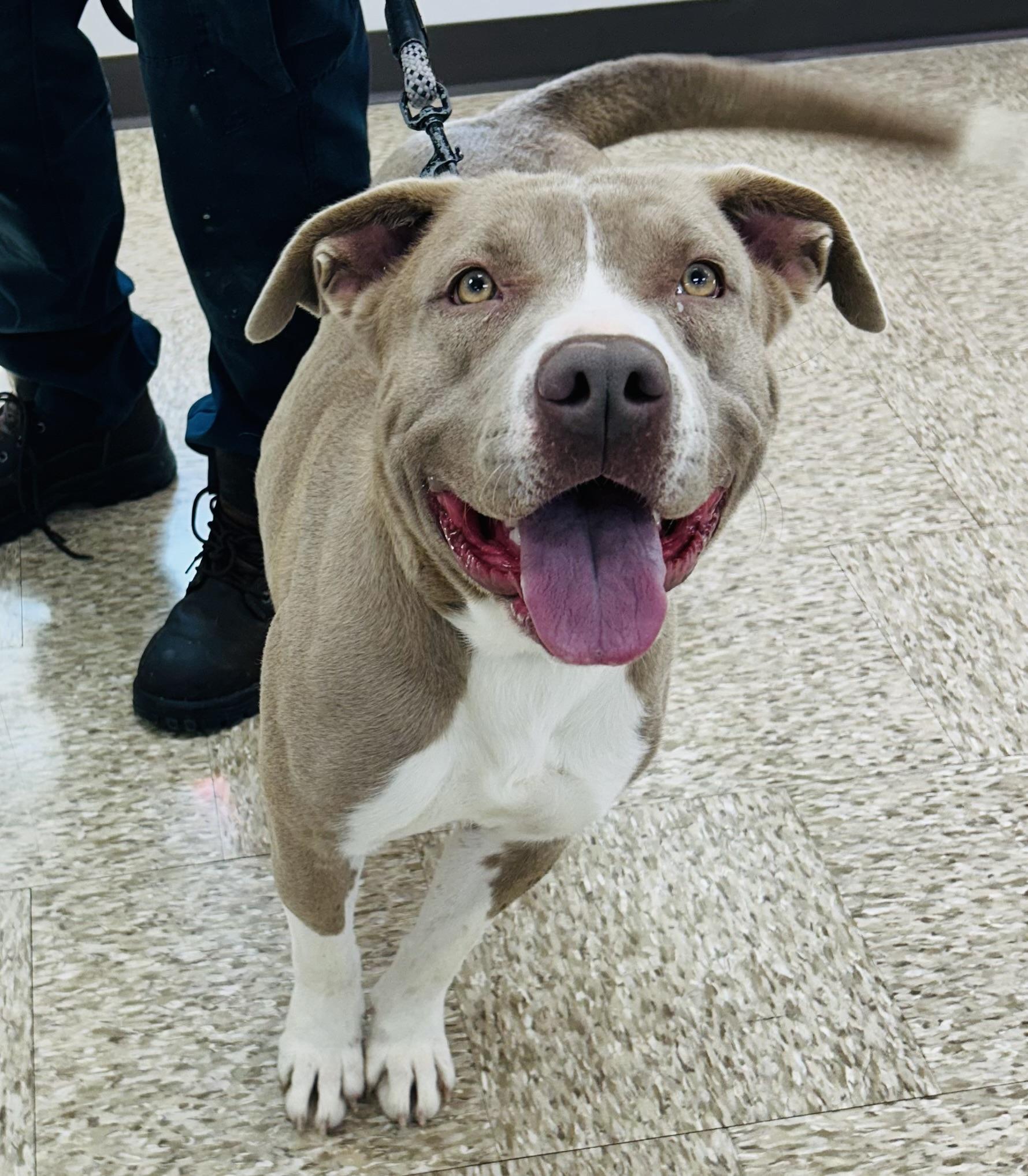 Enlarge Mosie, a ADOPTABLE mixed breed in Cibolo, TX image 1/1