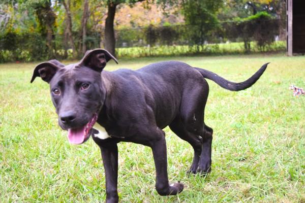 Sasha, Adoptable, Young Female Labrador Retriever.