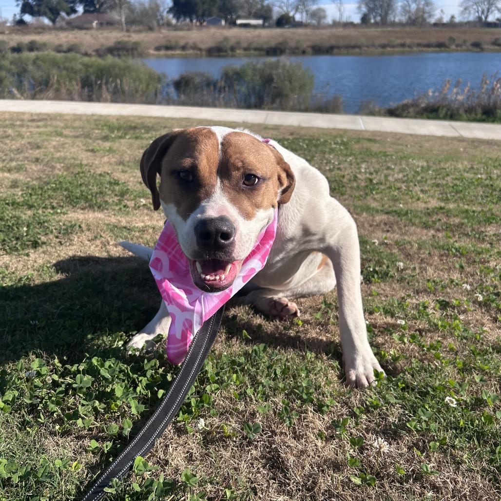 Enlarge Ruffles, an adopted mixed breed in Plano, TX image 3/6