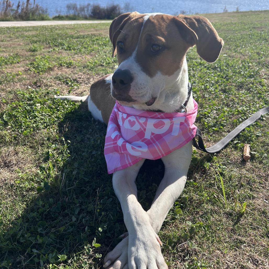 Enlarge Ruffles, an adopted mixed breed in Plano, TX image 1/6