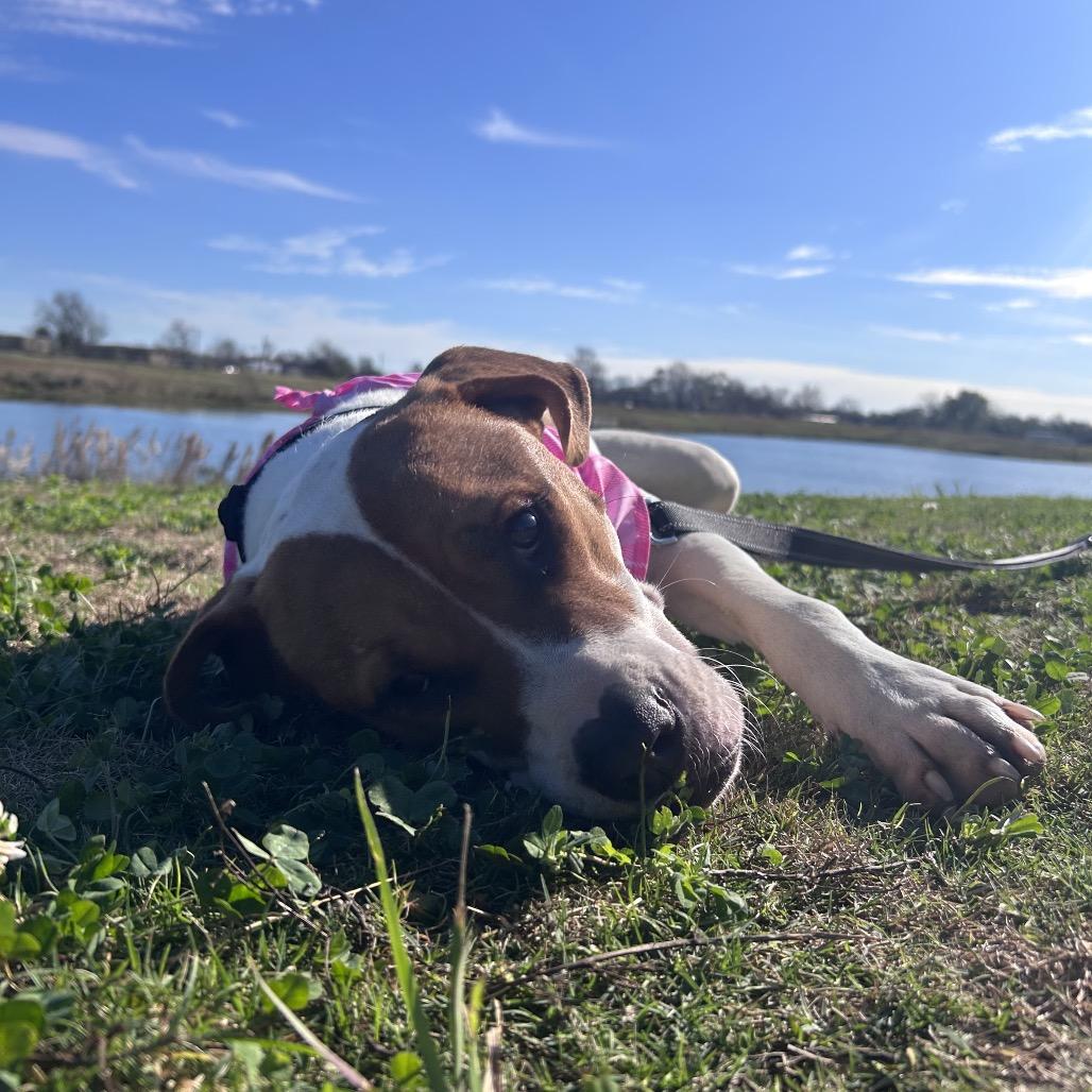 Enlarge Ruffles, an adopted mixed breed in Plano, TX image 5/6