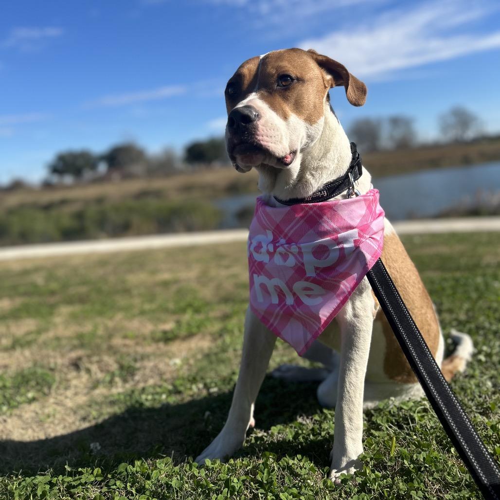 Enlarge Ruffles, an adopted mixed breed in Plano, TX image 2/6