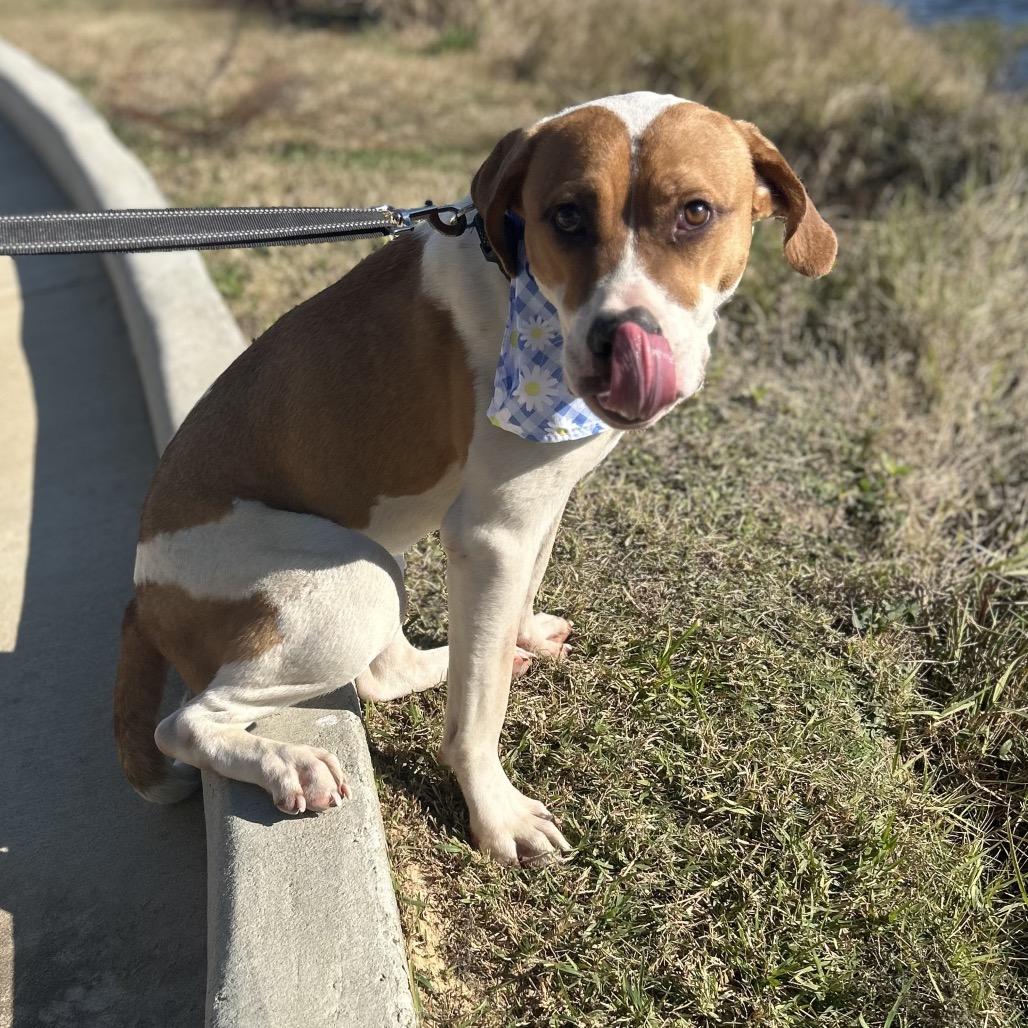 Enlarge Ruffles, an adopted mixed breed in Plano, TX image 4/6