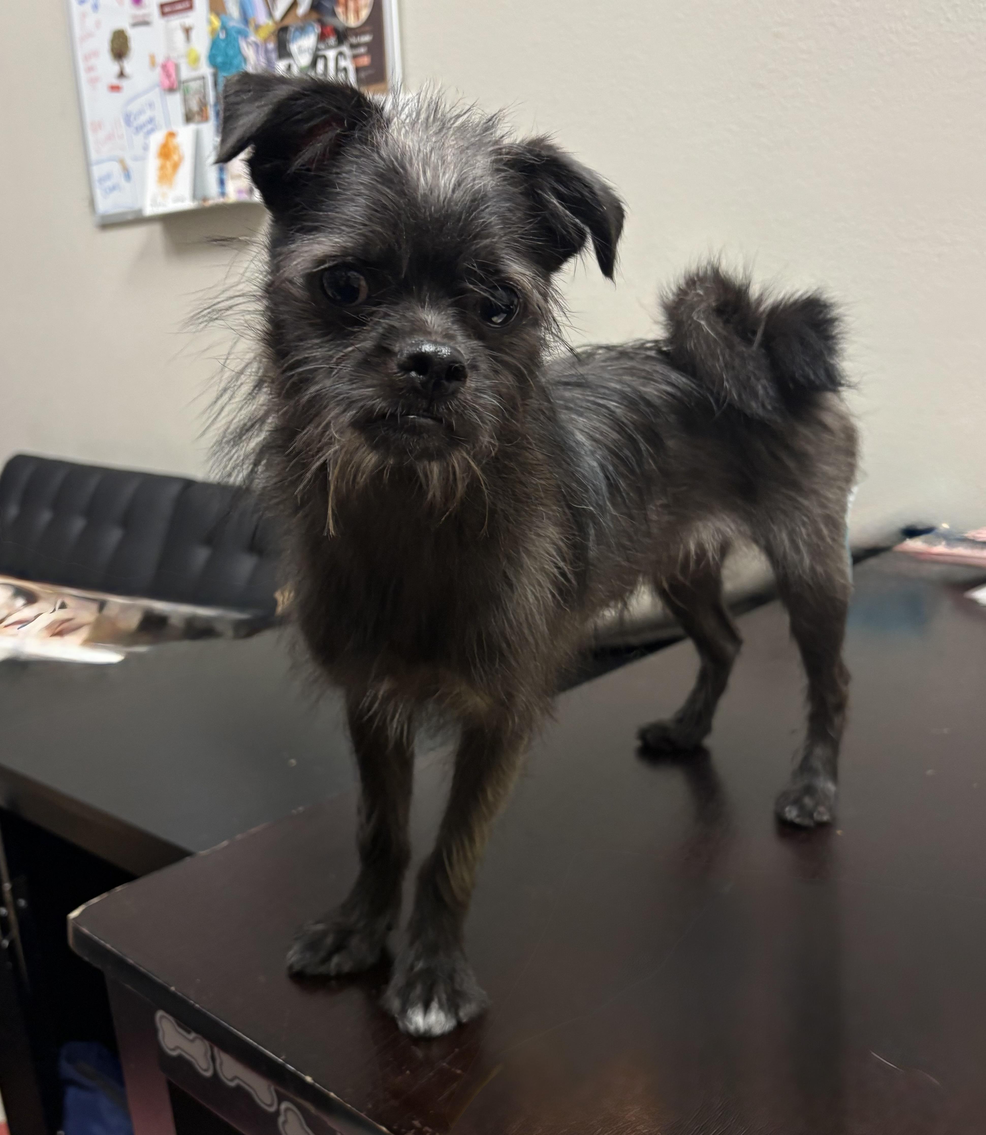 Enlarge Kyle, a Adopted mixed breed in Mesa, AZ image 3/3