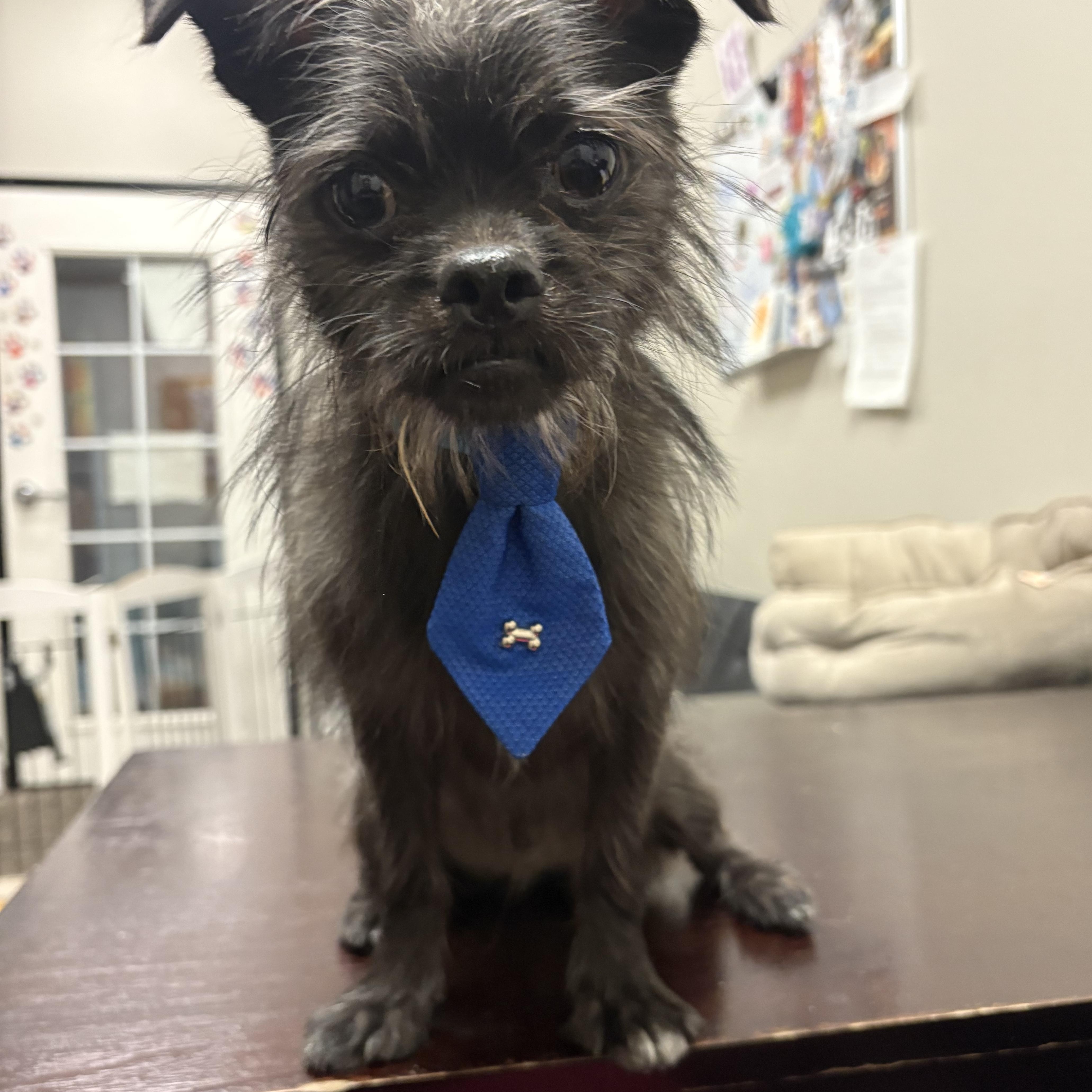 Kyle, Adopted, Young Male Yorkshire Terrier & Pug.