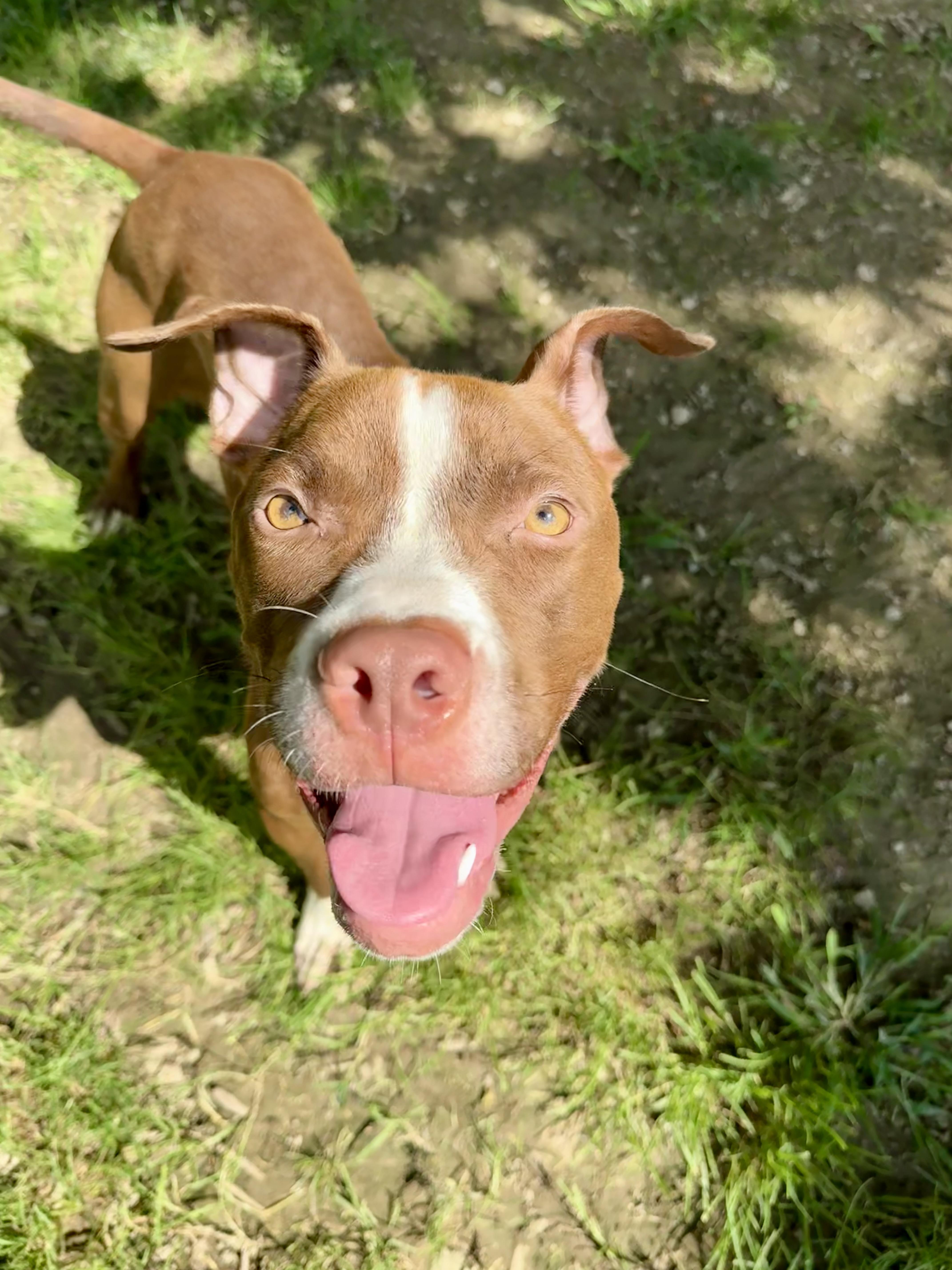 Enlarge Kendrick, a Adoptable Pit Bull Terrier in Xenia, OH image 1/6