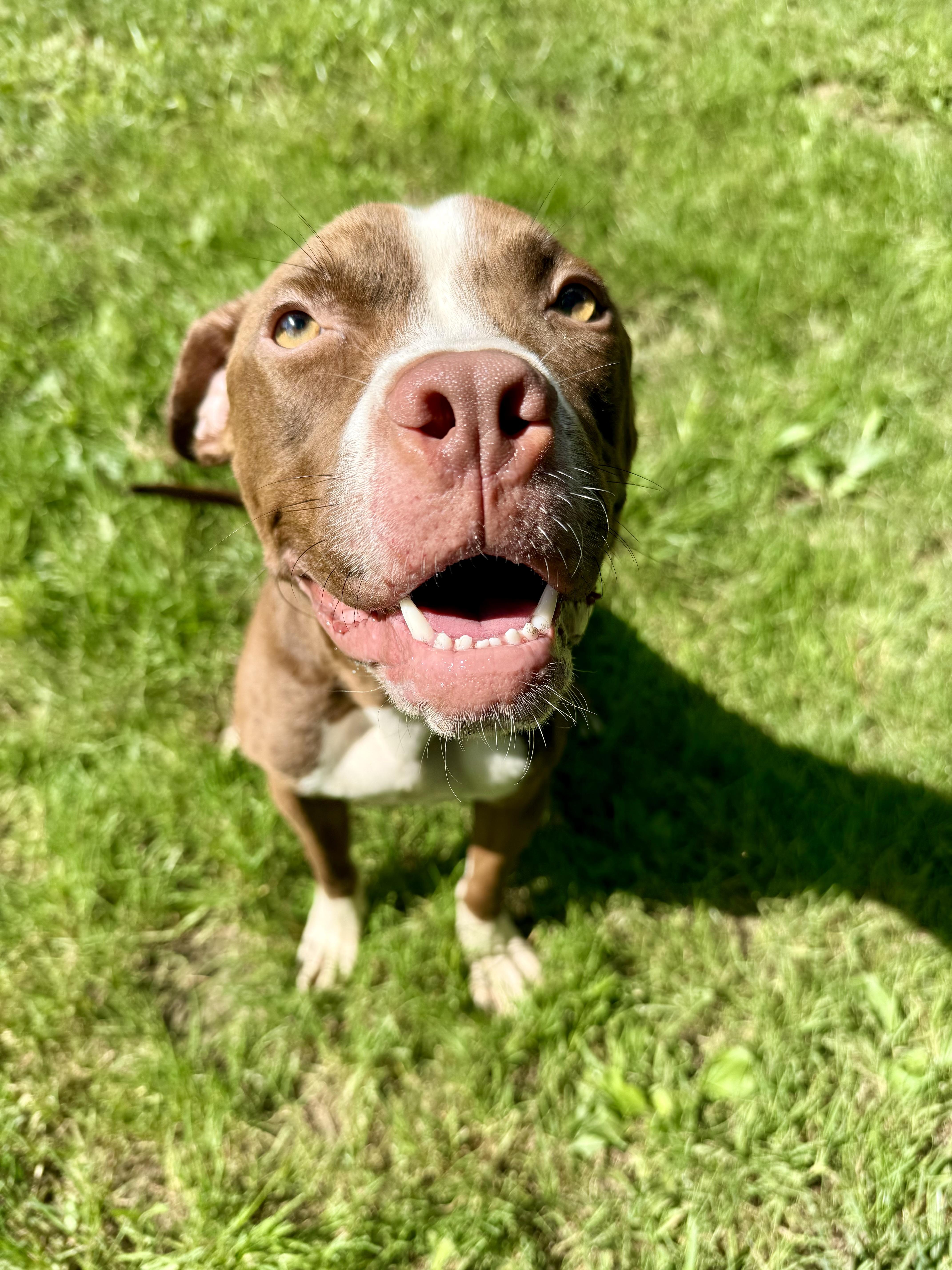 Enlarge Kendrick, a Adoptable Pit Bull Terrier in Xenia, OH image 2/6
