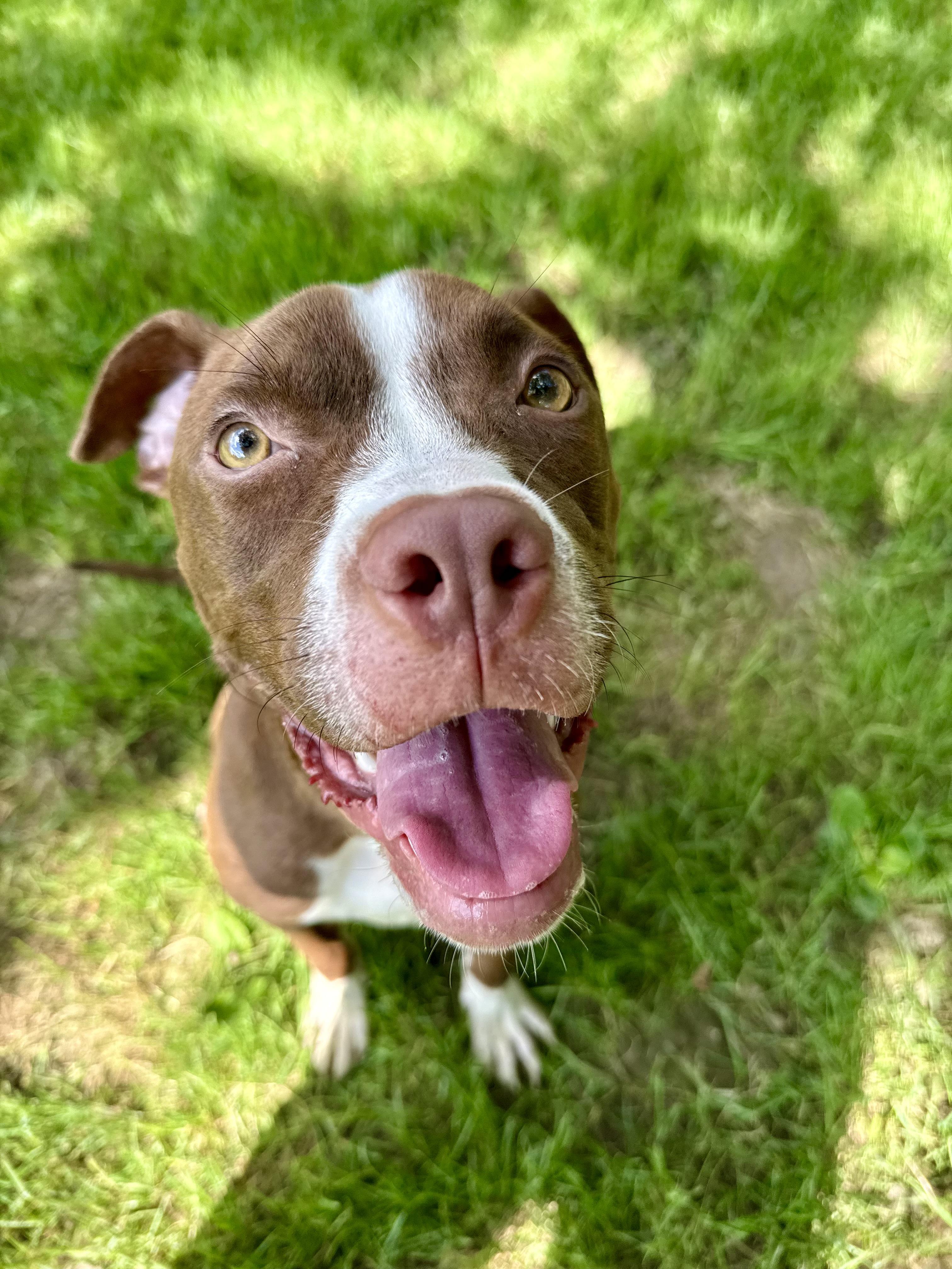 Enlarge Kendrick, a Adoptable Pit Bull Terrier in Xenia, OH image 3/6