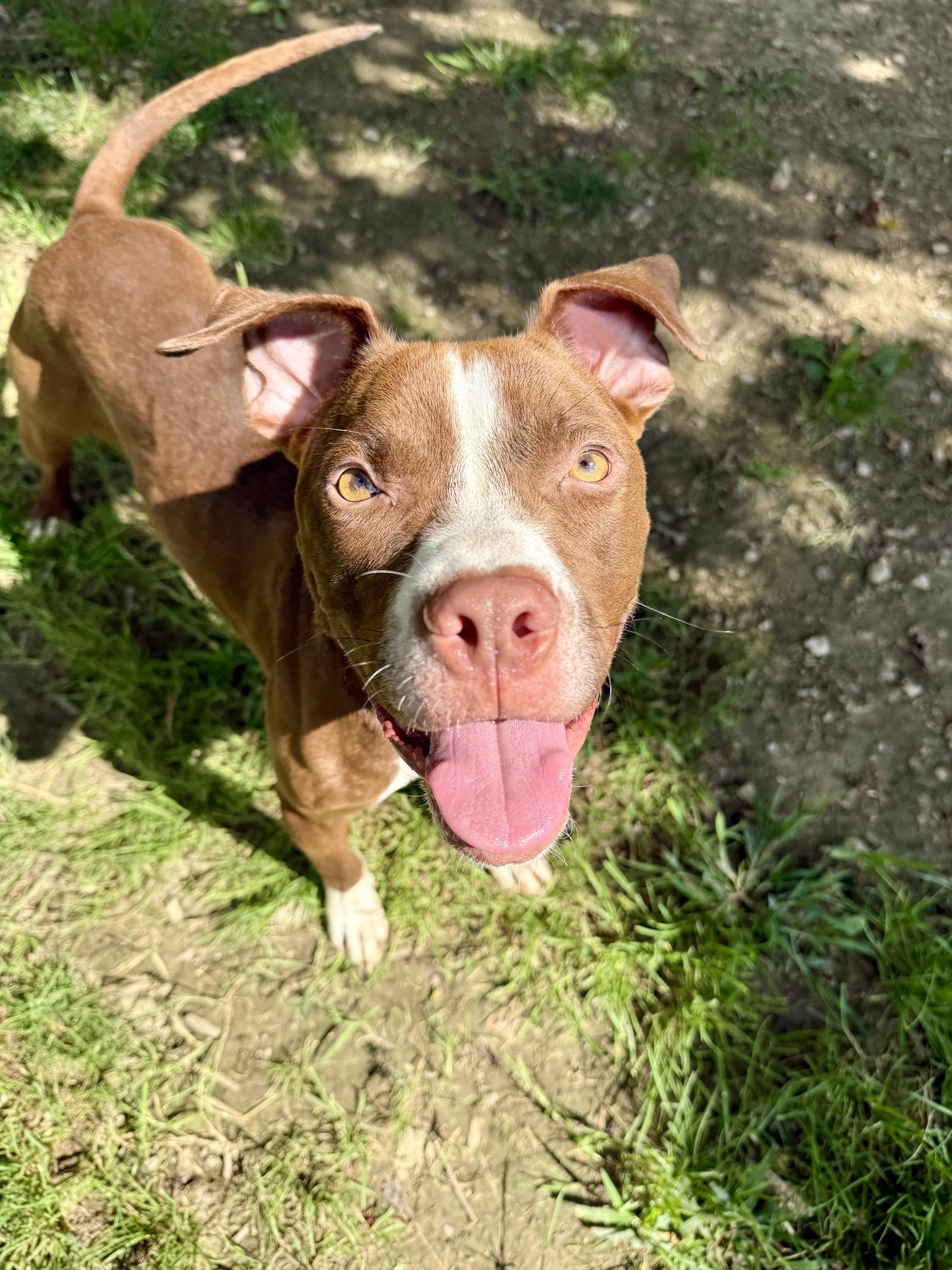 Enlarge Kendrick, a Adoptable Pit Bull Terrier in Xenia, OH image 4/6