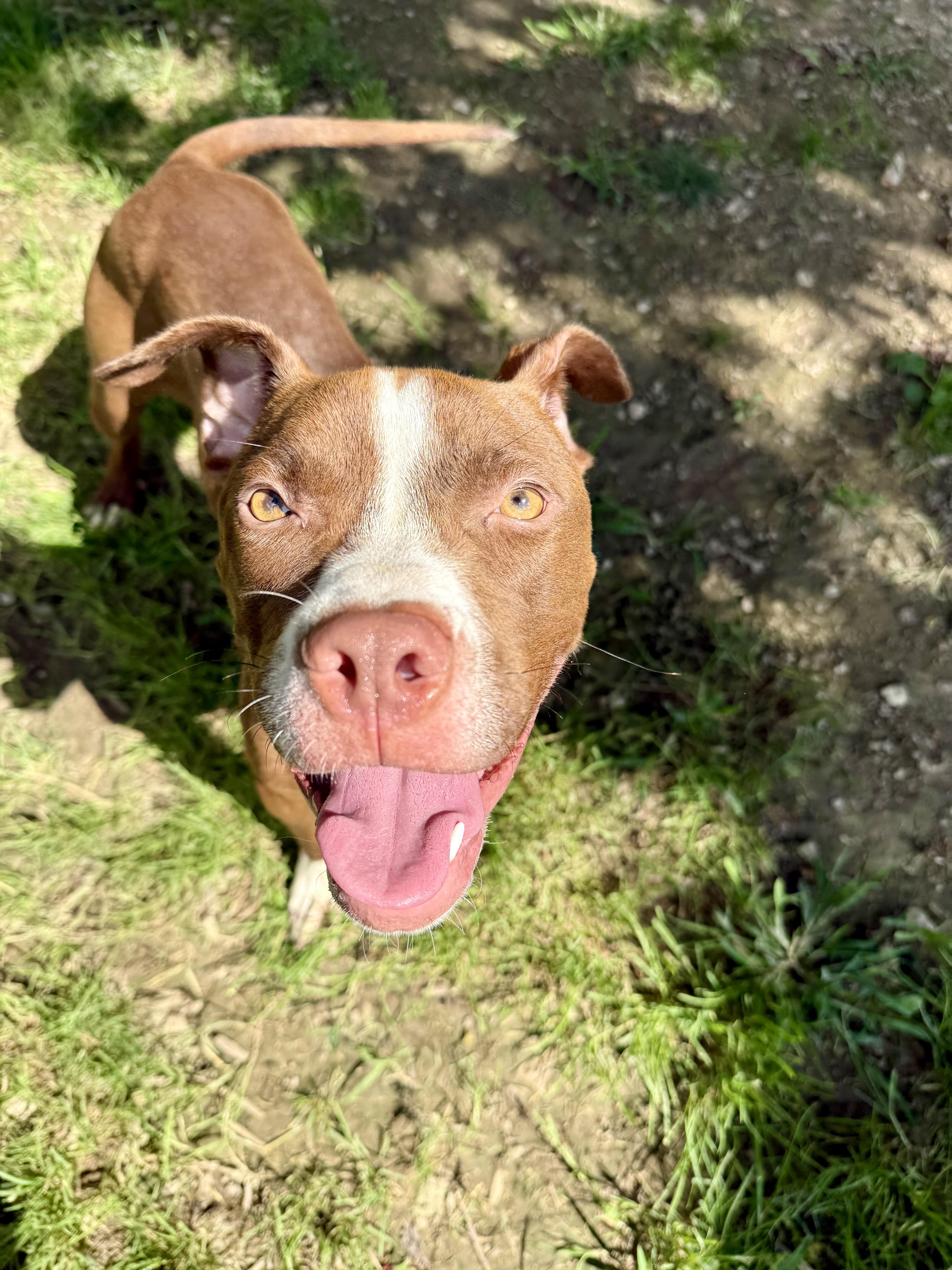 Enlarge Kendrick, a Adoptable Pit Bull Terrier in Xenia, OH image 5/6