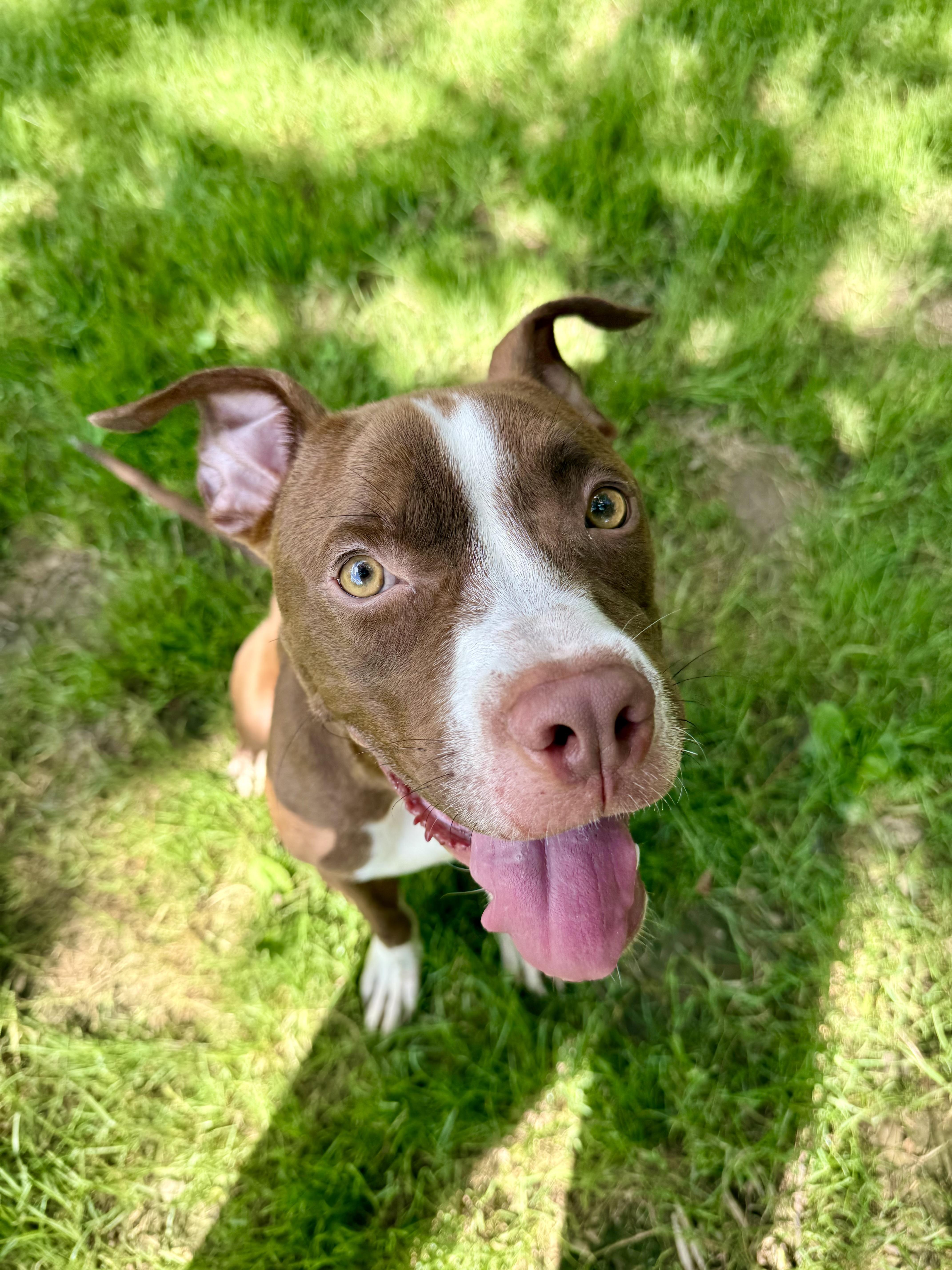Enlarge Kendrick, a Adoptable Pit Bull Terrier in Xenia, OH image 6/6