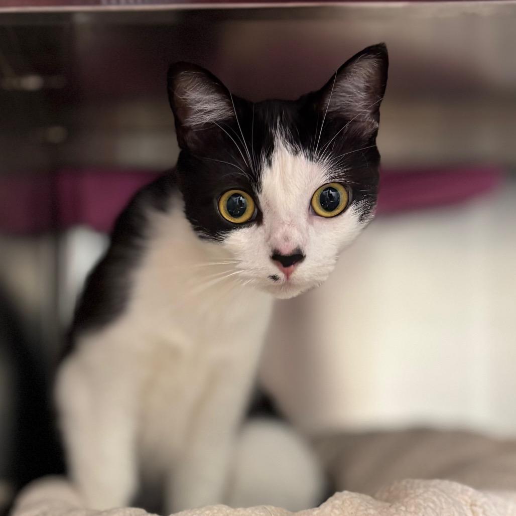 Fleur, Adoptable, Young Female Domestic Short Hair.