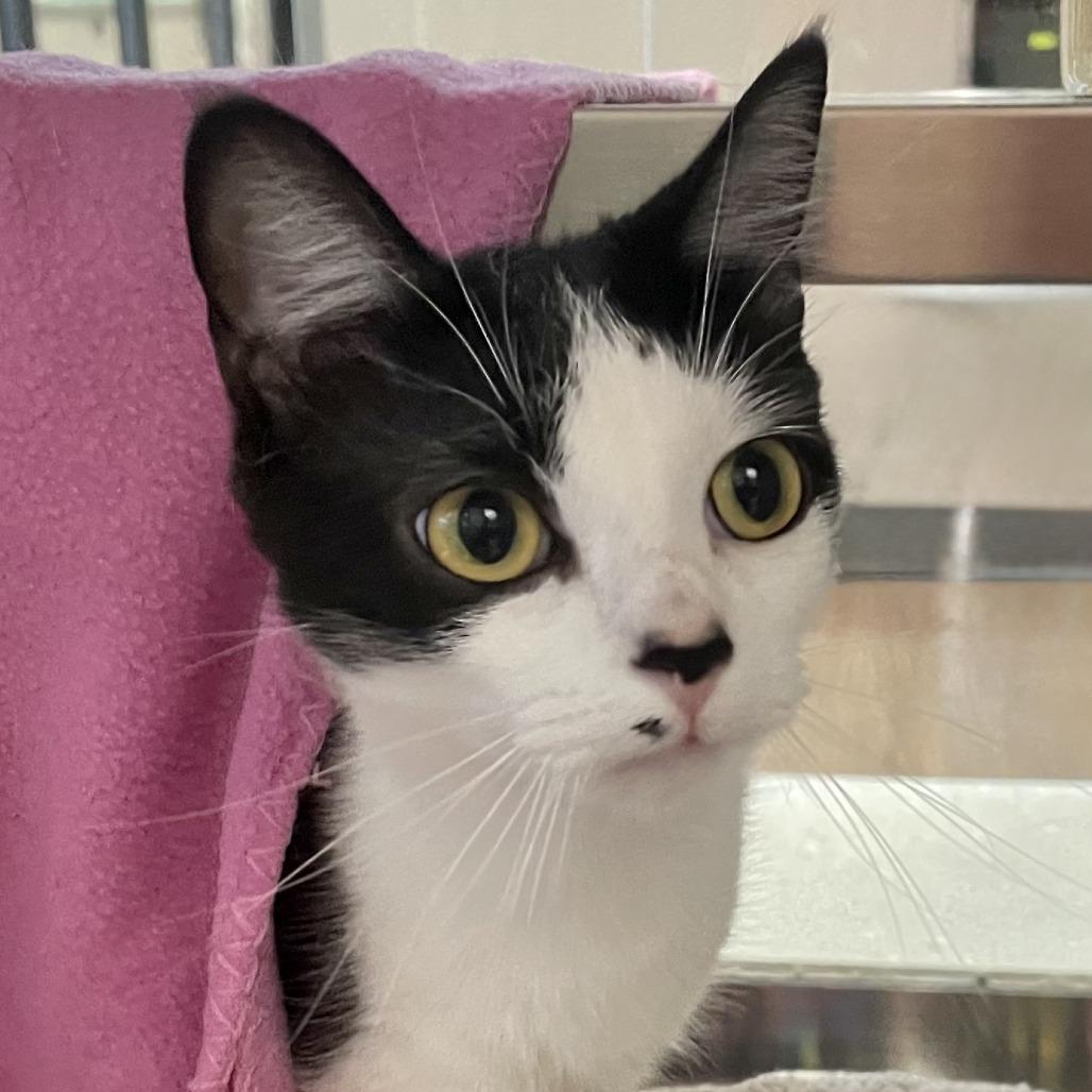 Enlarge Fleur, a Adoptable Domestic Short Hair in Nashville, IN image 2/6